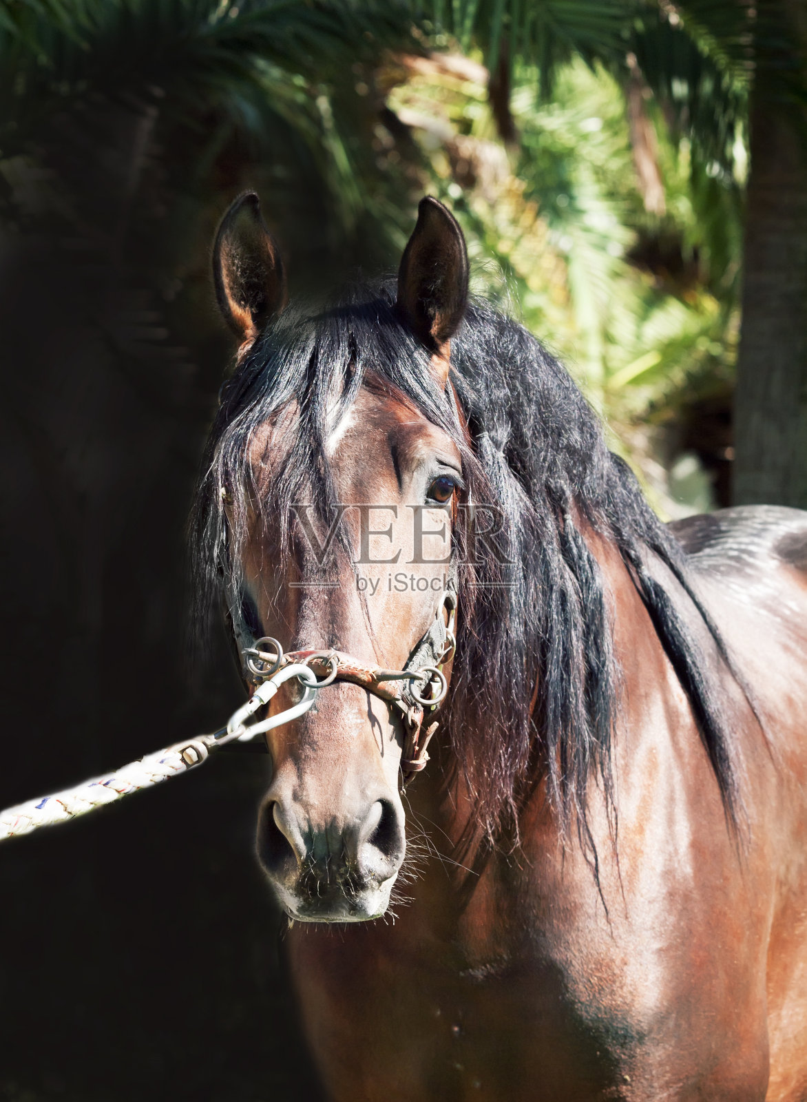 令人惊叹的安达卢西亚湾种马的肖像在黑暗的背景照片摄影图片