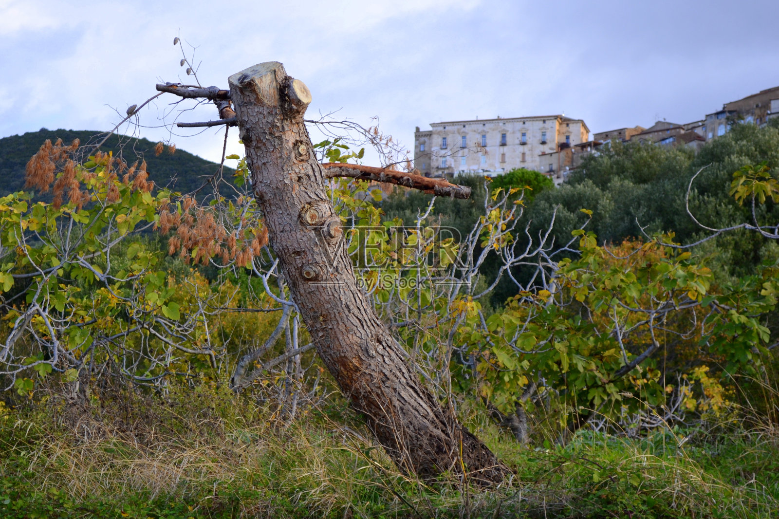 修剪树干照片摄影图片