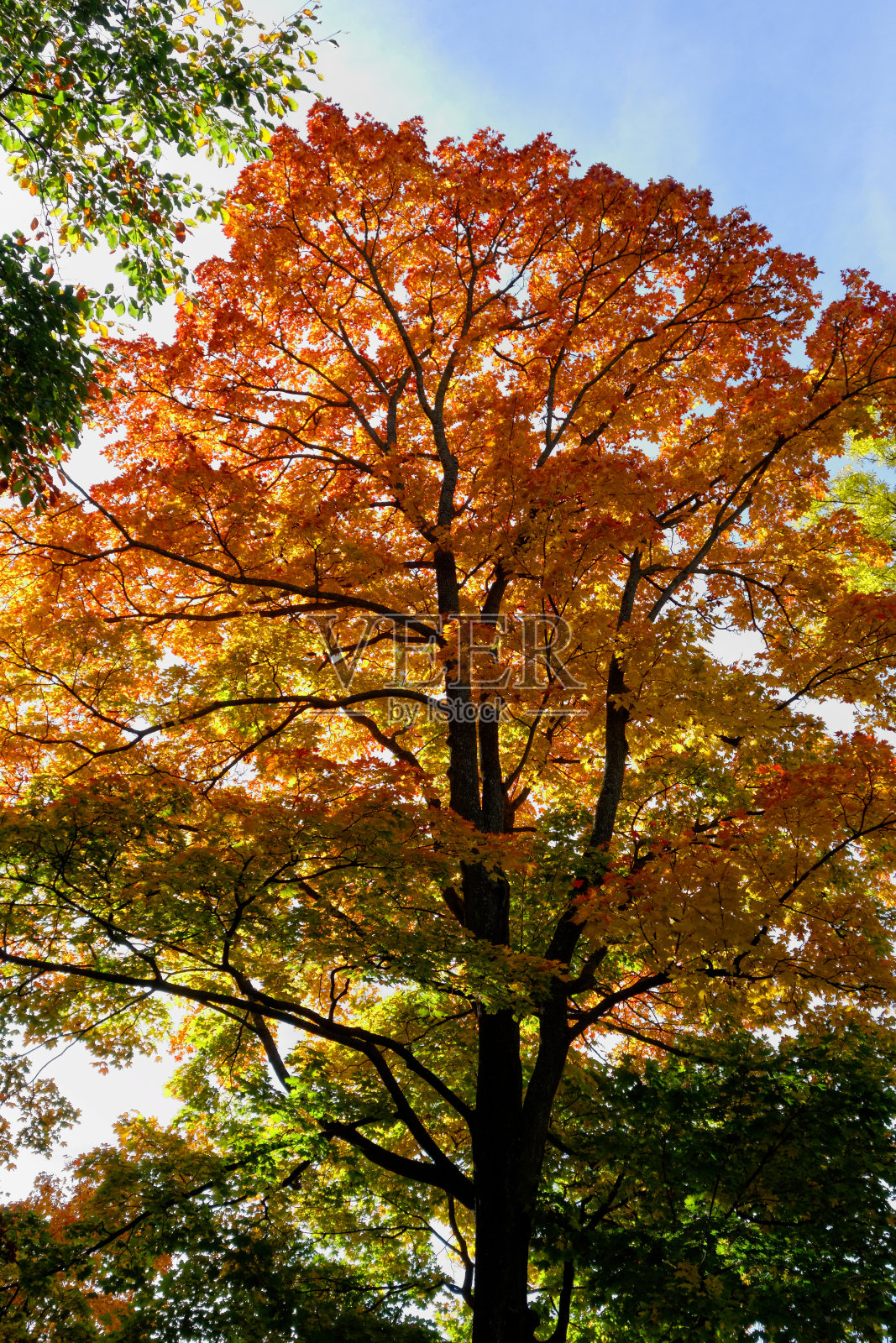 树上的秋叶照片摄影图片