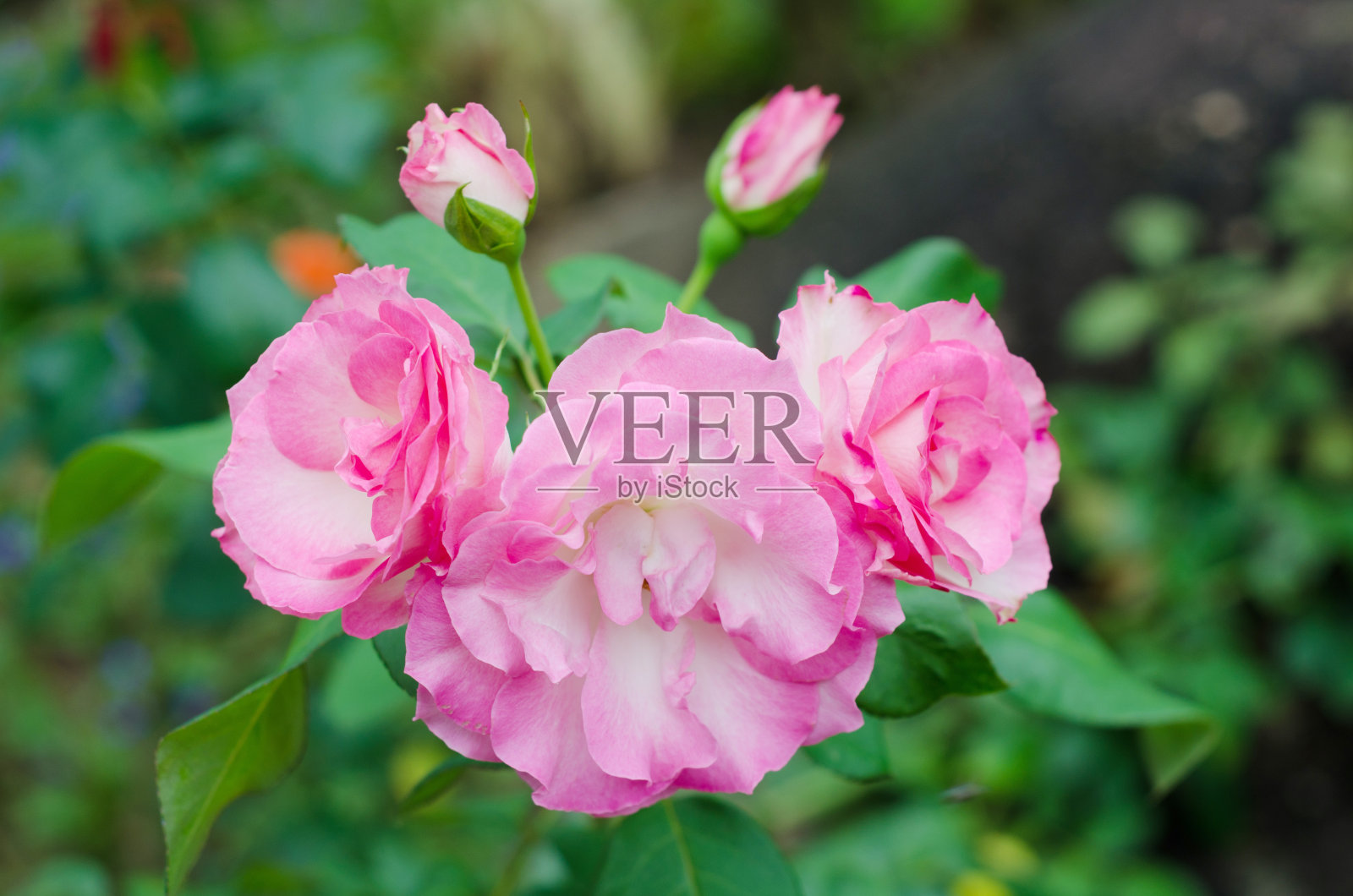 粉色玫瑰开花照片摄影图片