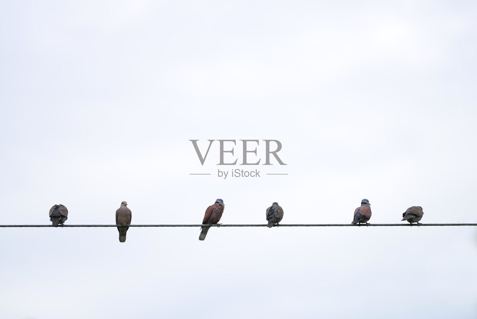 鸟坐在电力线上照片摄影图片