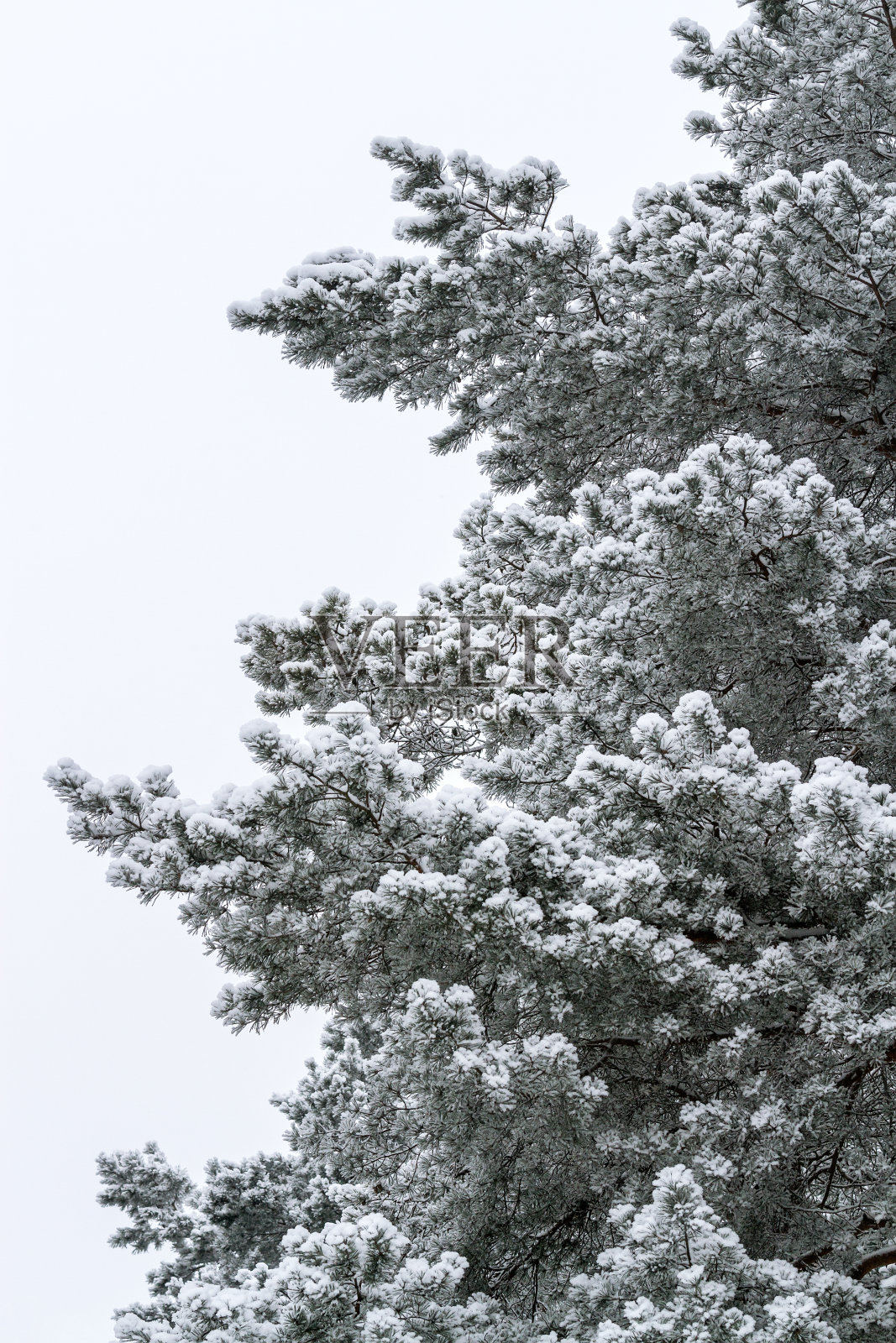 雪上的松树照片摄影图片