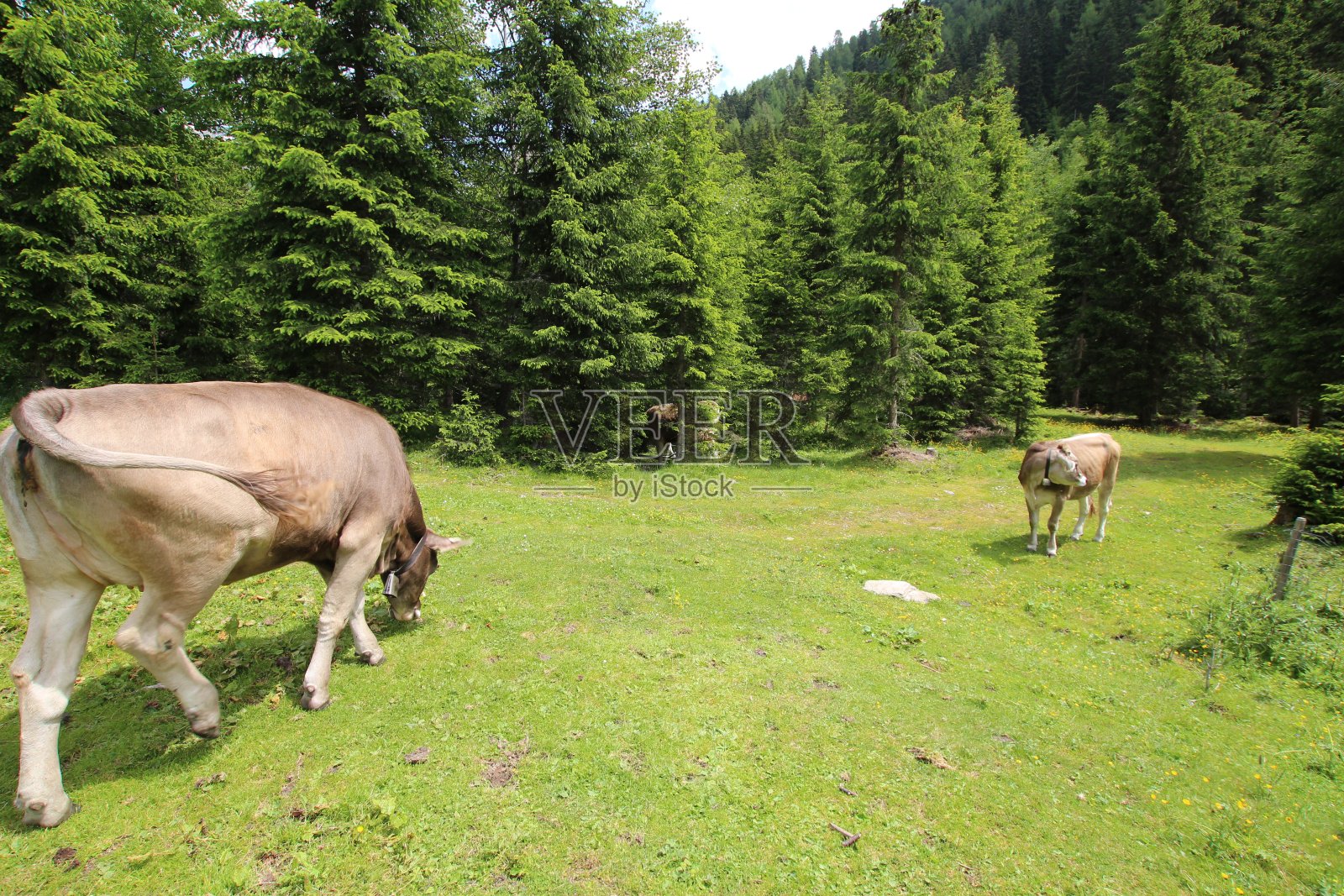 阿尔卑斯山森林里的奶牛照片摄影图片