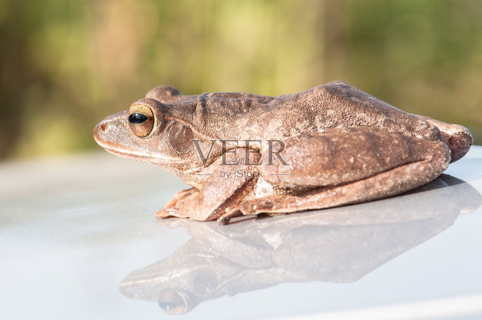 青蛙和影子照片摄影图片