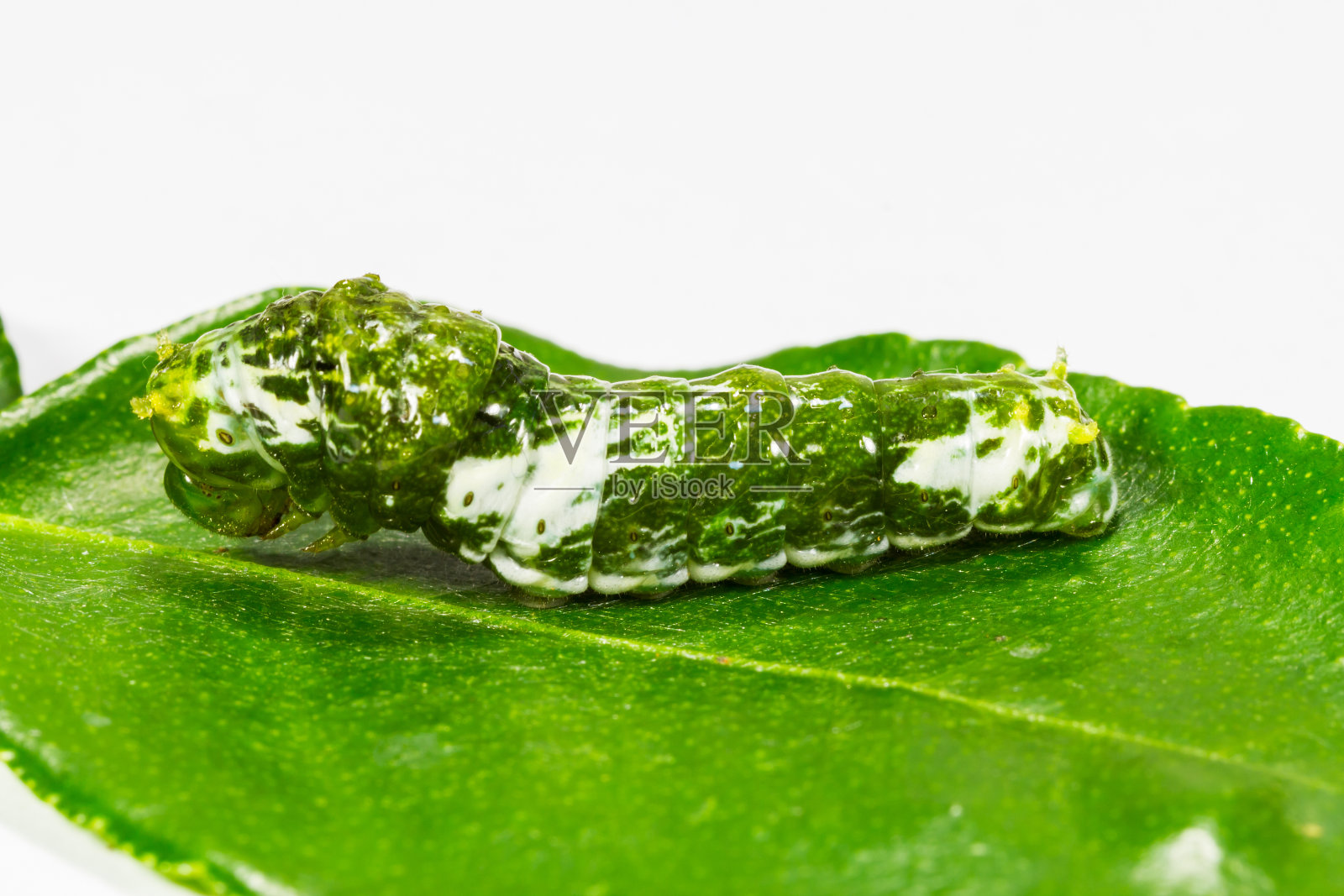 大摩门蝴蝶的毛虫照片摄影图片