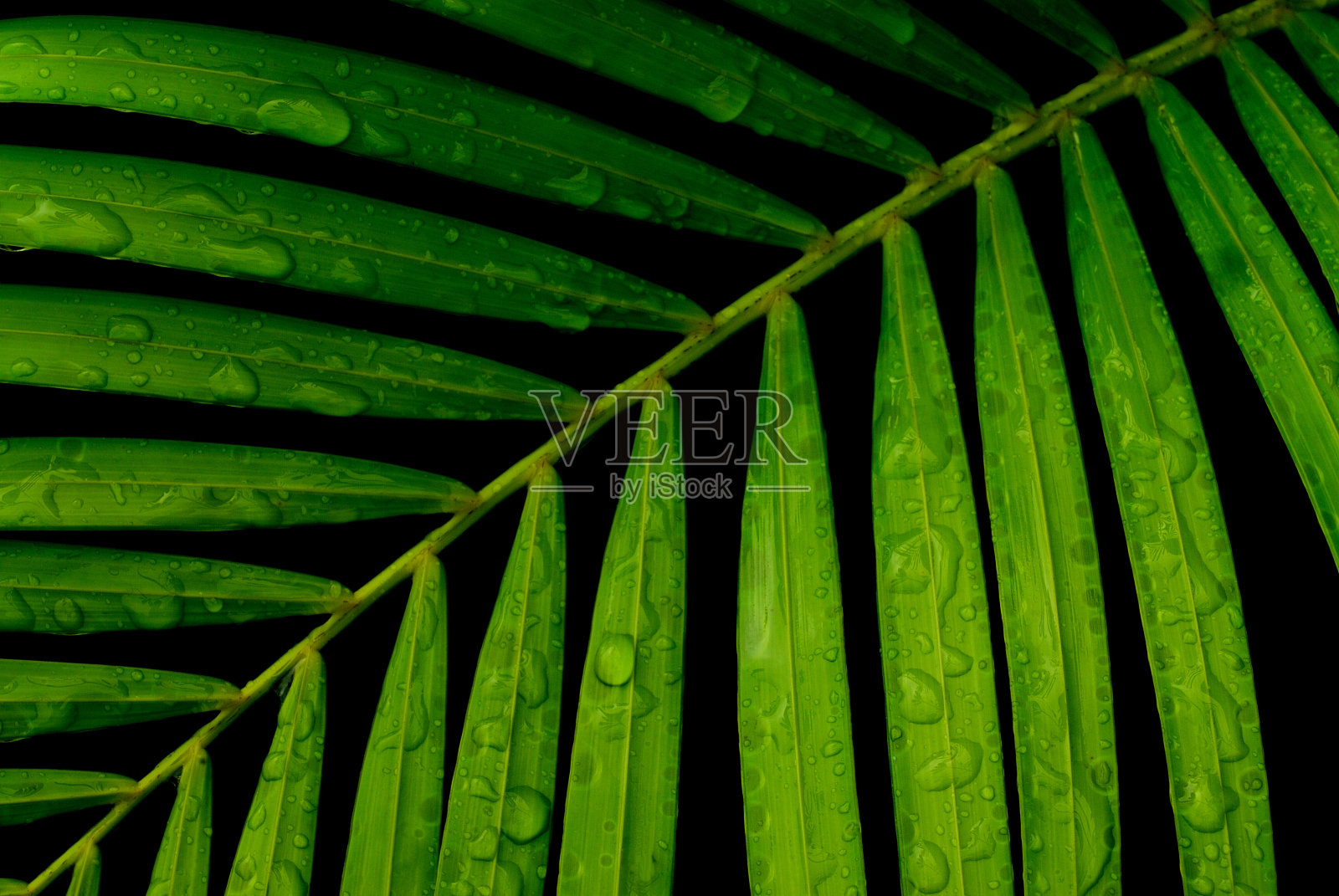 棕榈叶的特写照片摄影图片