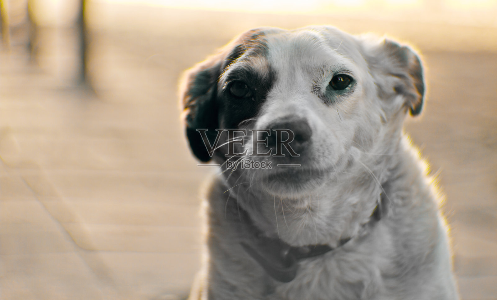 流浪狗照片摄影图片