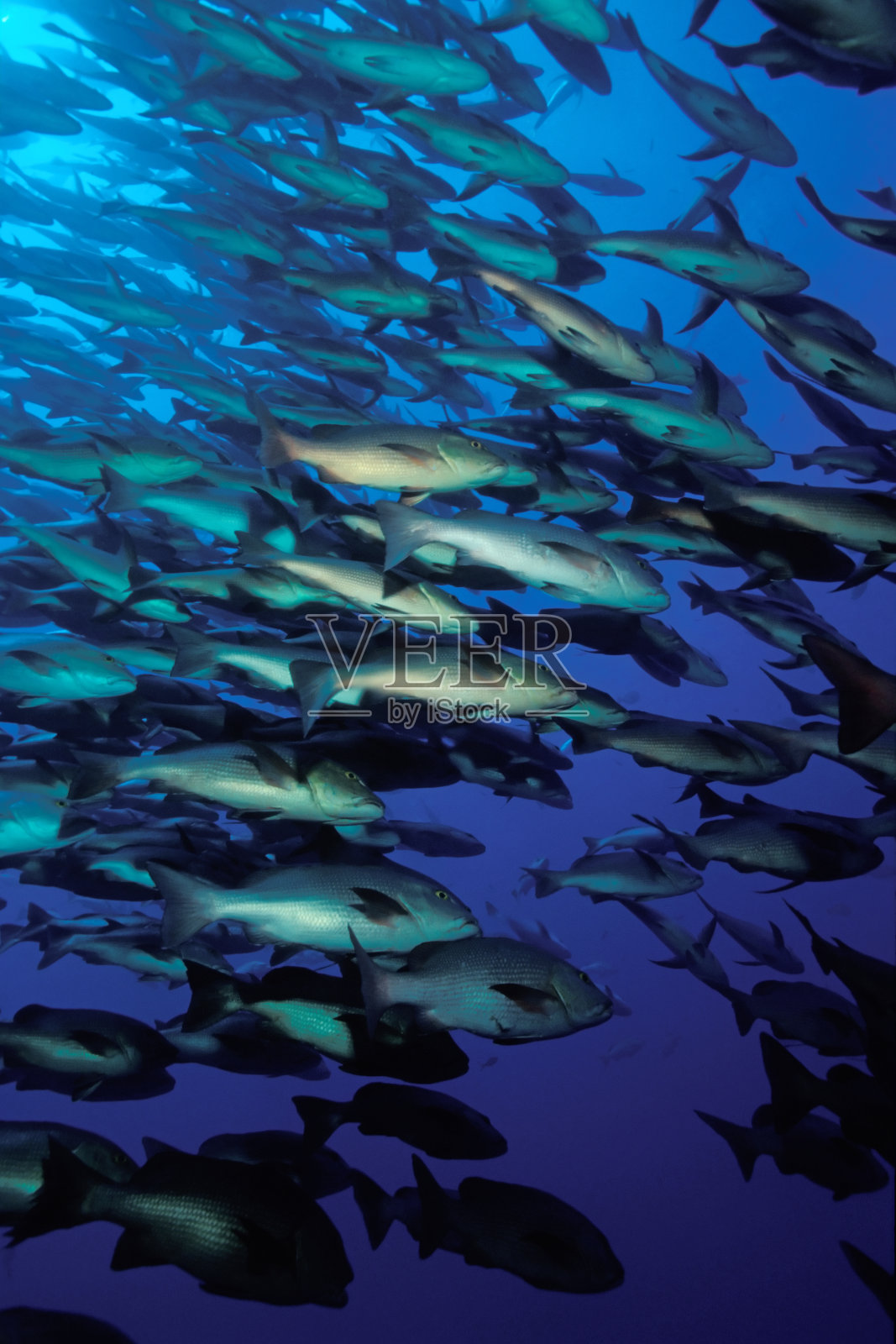 红狗，繁殖，红海照片摄影图片