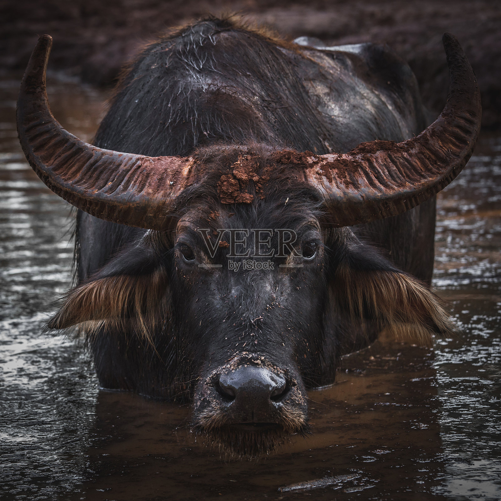 野生水牛照片摄影图片
