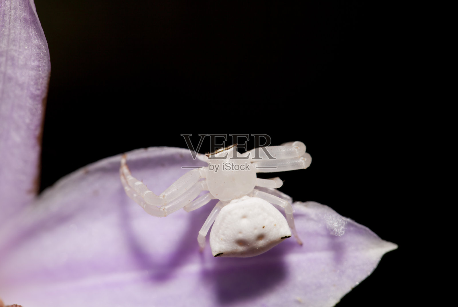 兰花上的白蟹蜘蛛照片摄影图片