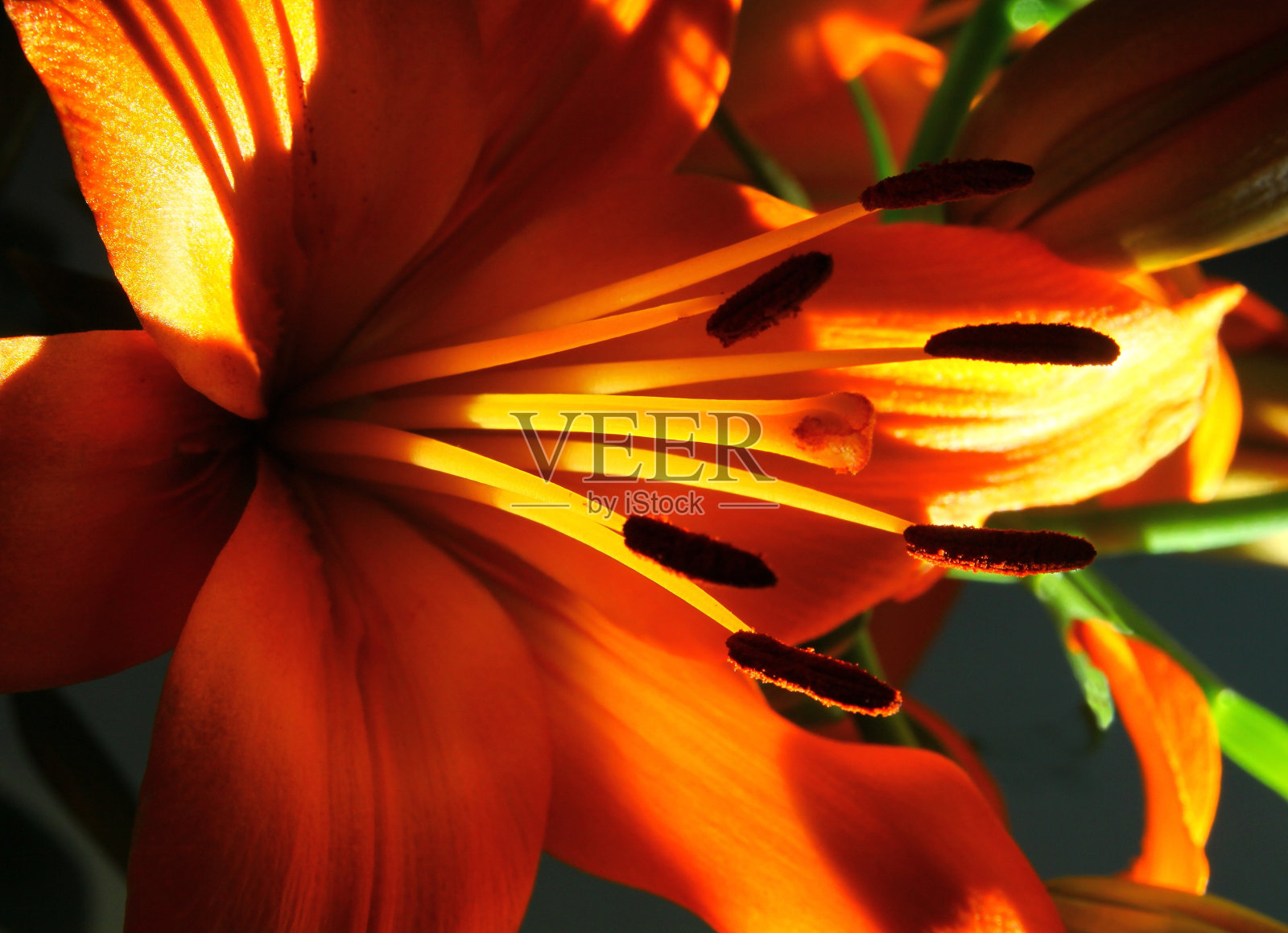 近看有棕色花粉的橘红色的百合照片摄影图片