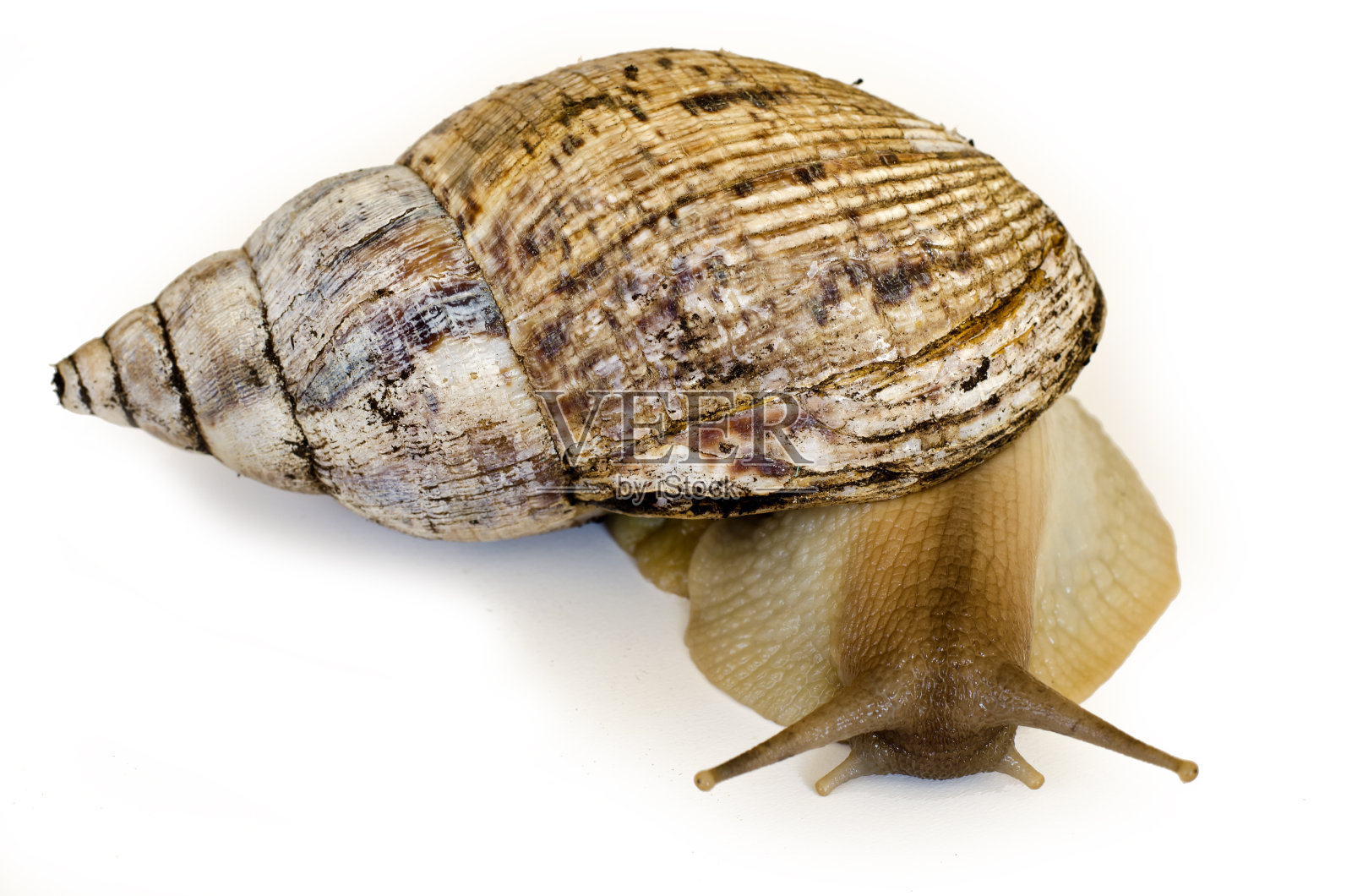 巨型蜗牛阿卡蒂纳，有25厘米长照片摄影图片