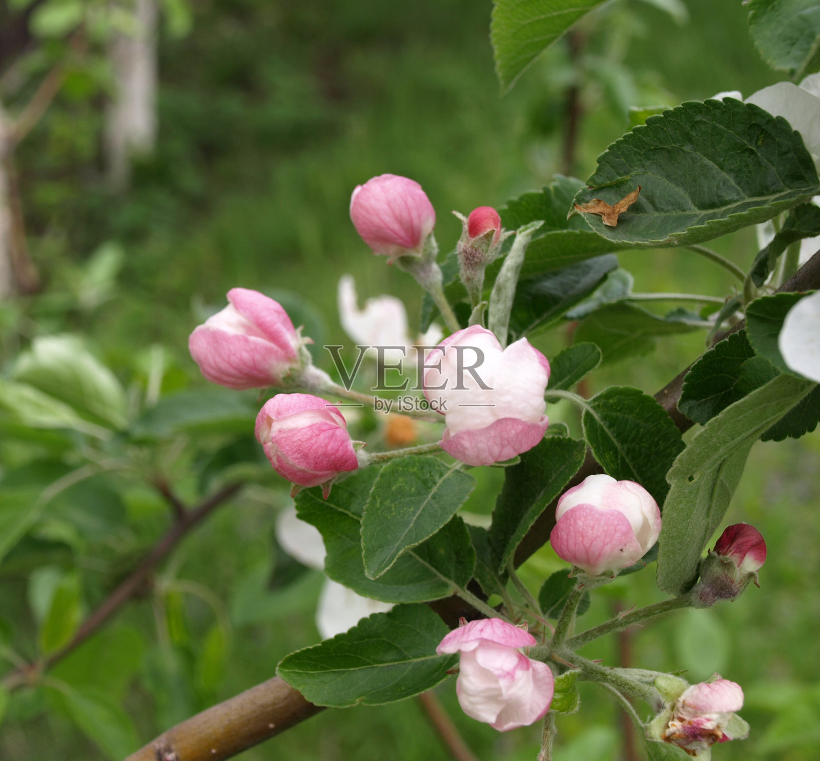 苹果树上。花照片摄影图片