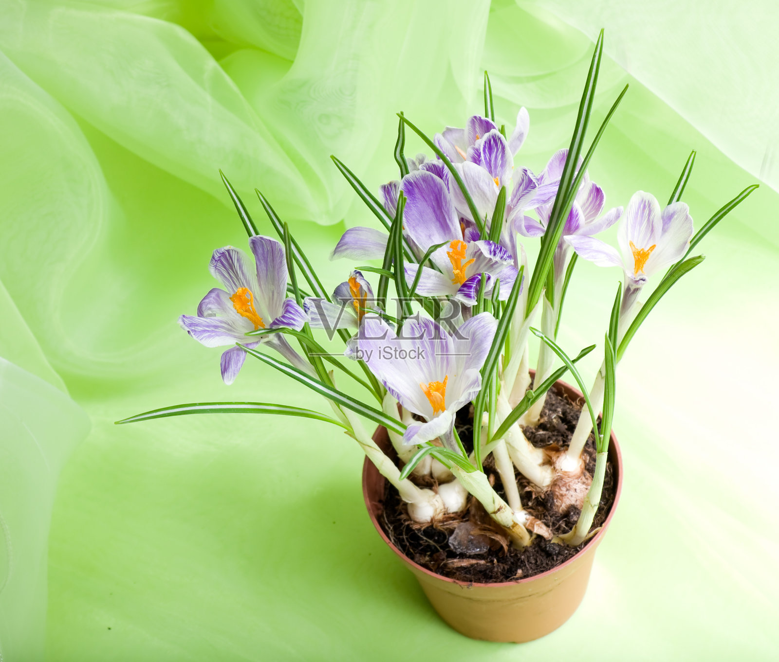 番红花照片摄影图片