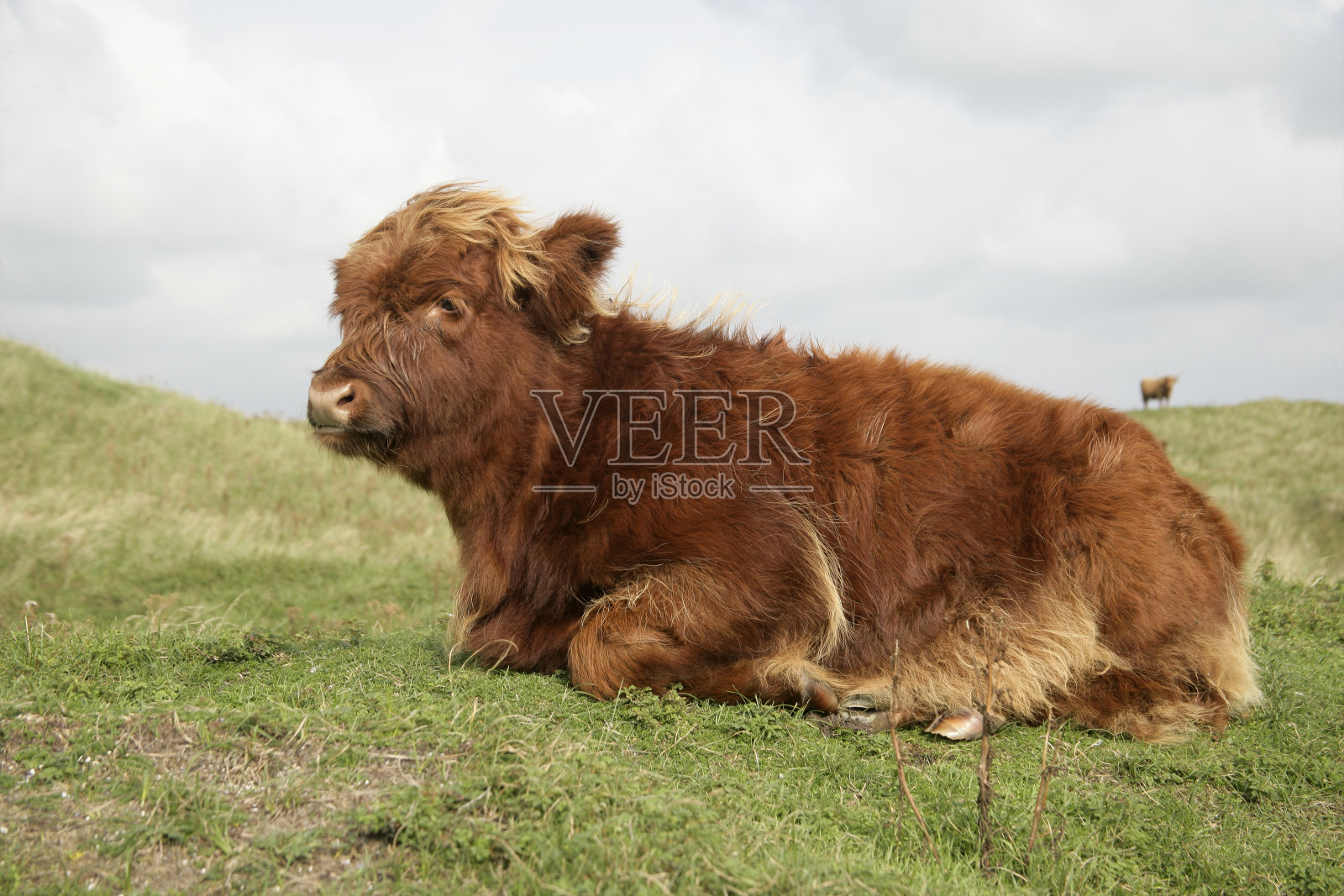 高原牛照片摄影图片