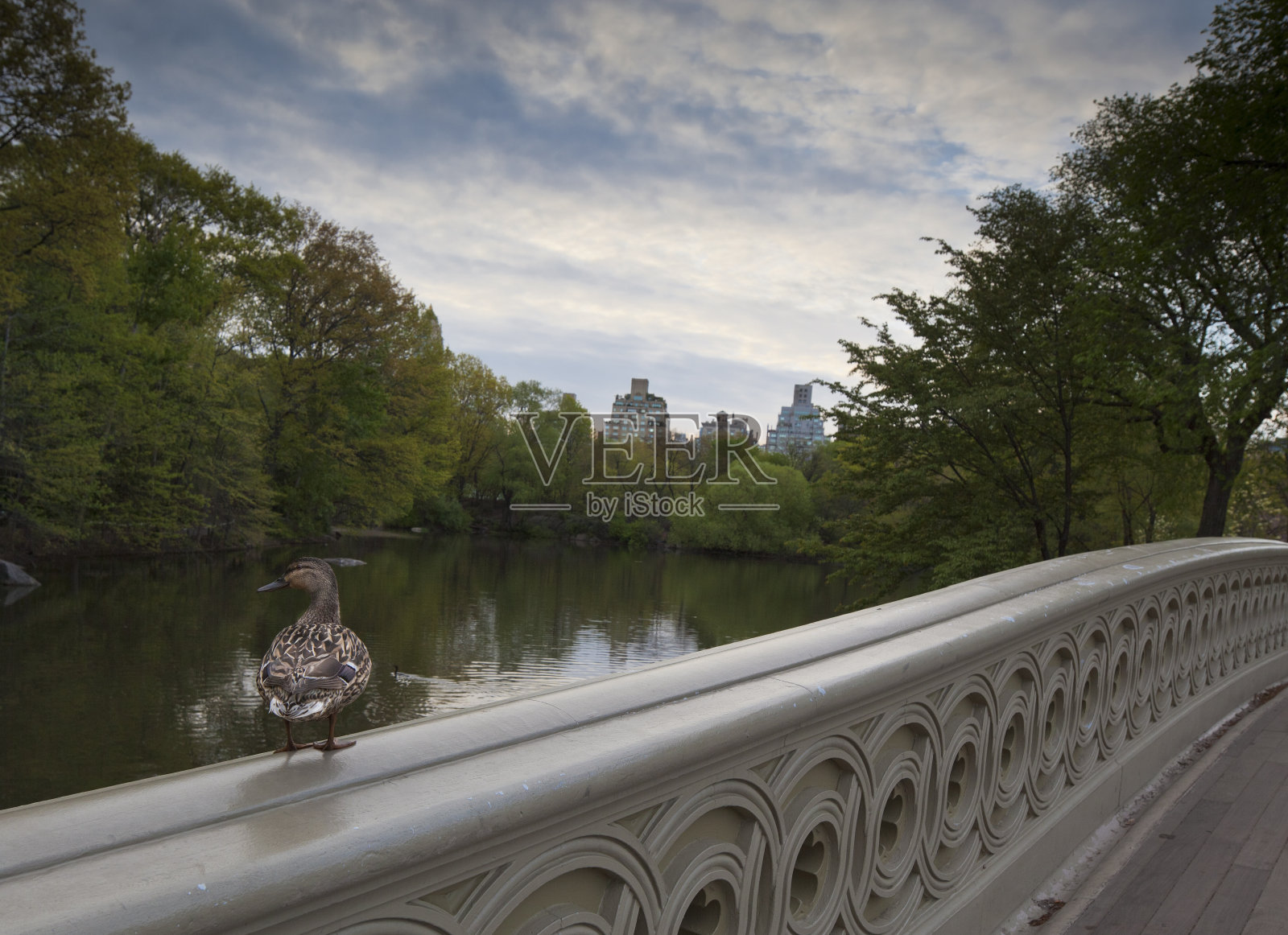 女性野鸭照片摄影图片