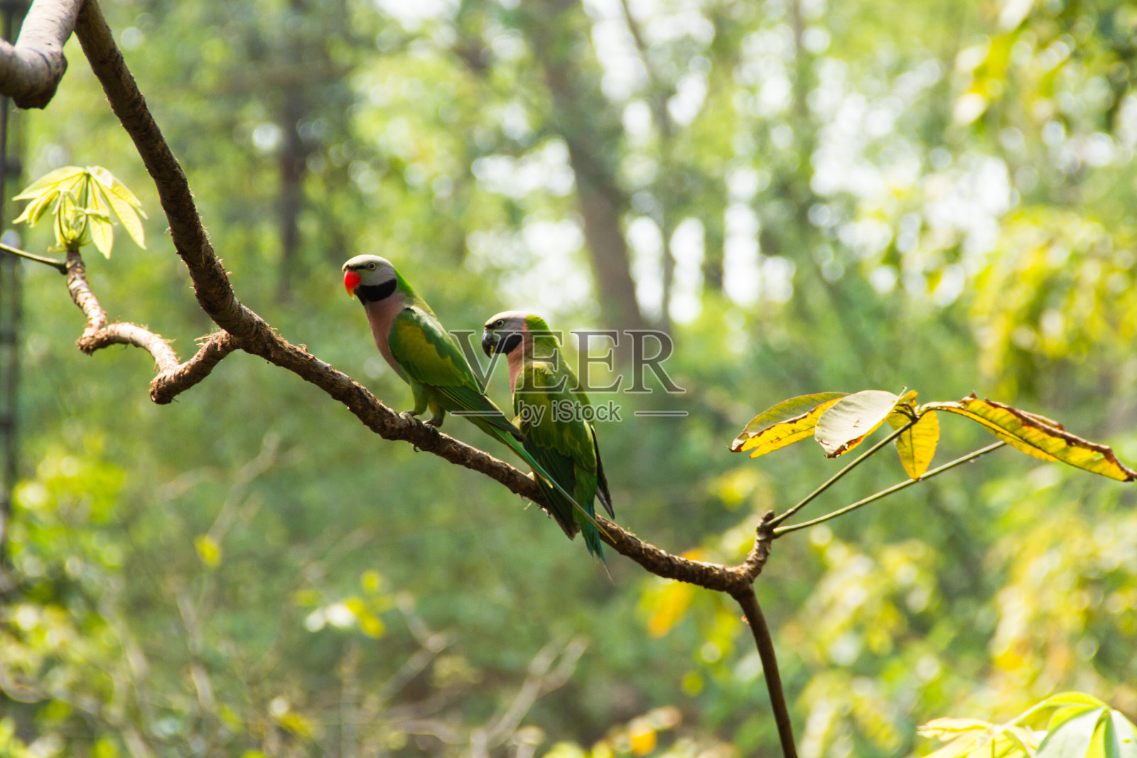 两只鹦鹉在森林的树枝上照片摄影图片