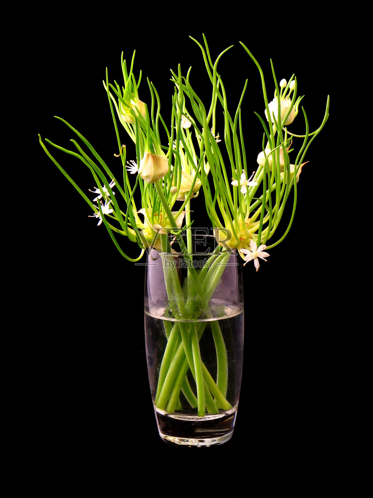 玻璃花瓶中的洋葱花照片摄影图片