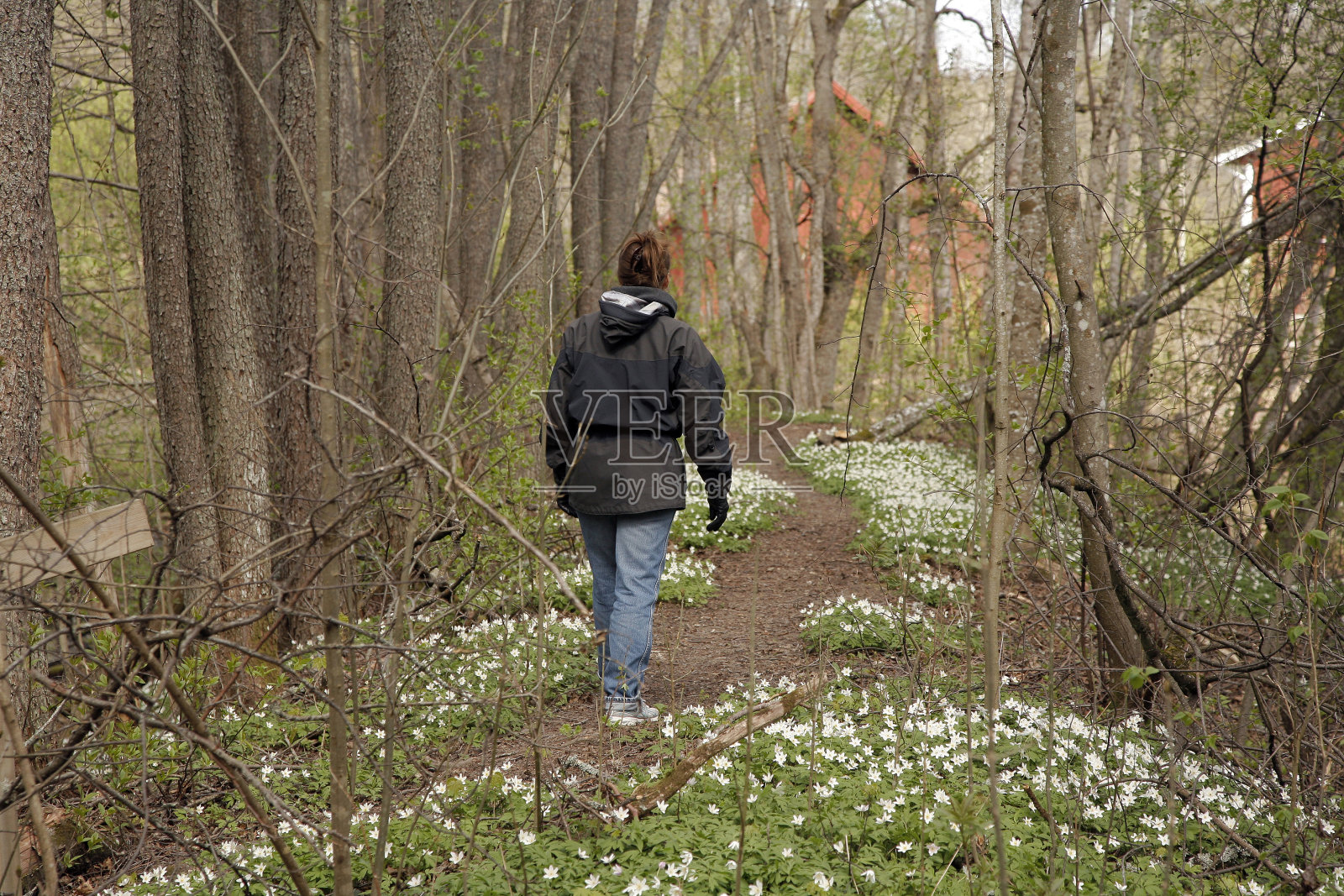 肖恩照片摄影图片