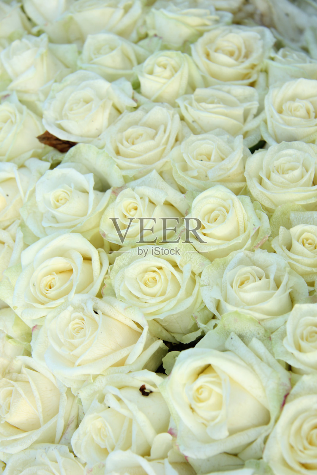 一组白玫瑰，婚礼装饰品照片摄影图片