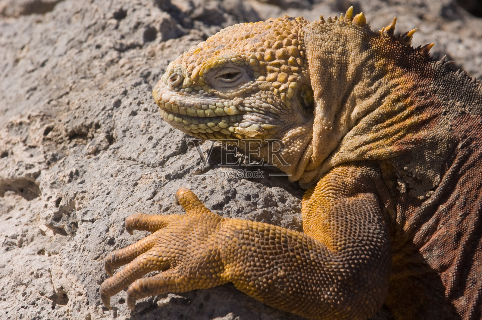 加拉帕戈斯群岛陆地鬣蜥照片摄影图片