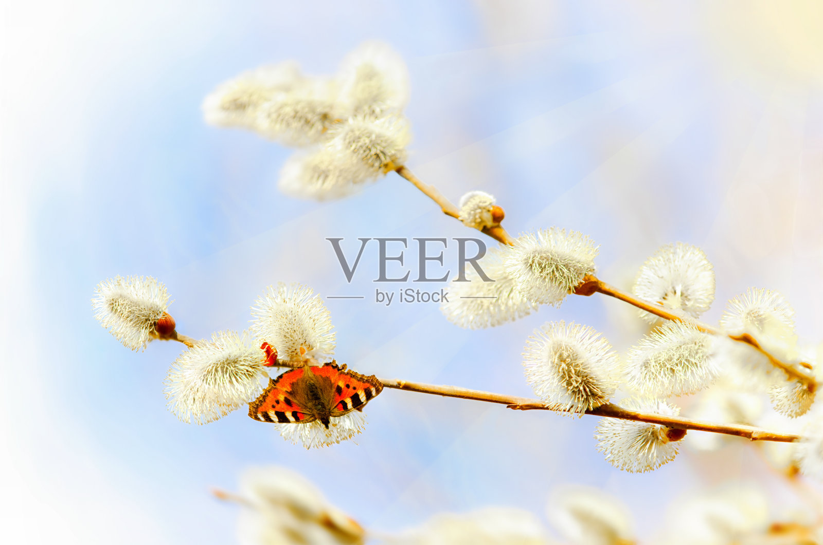 毛茸茸的树枝上的漂亮蝴蝶照片摄影图片