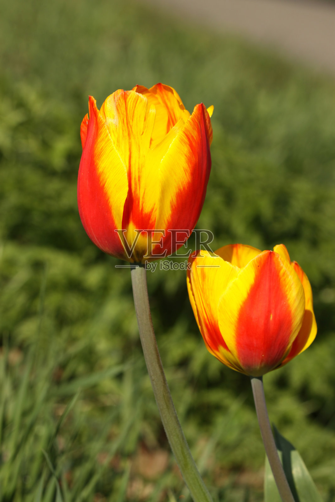 红色和黄色的郁金香照片摄影图片