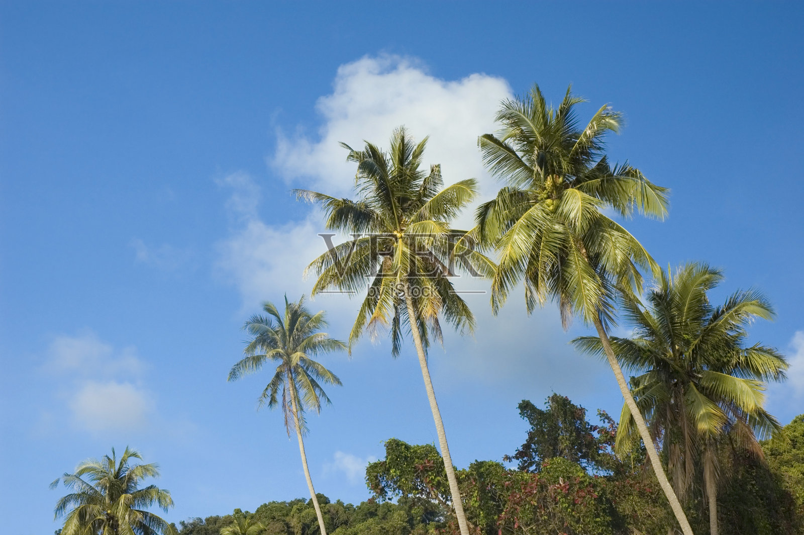 椰子树与蓝天照片摄影图片