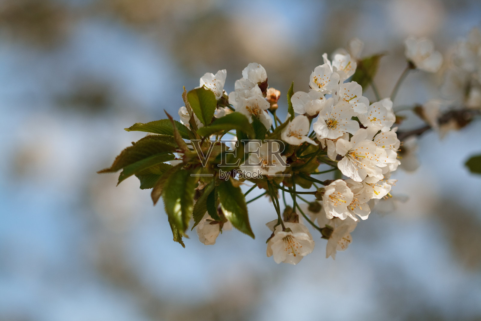 春天照片摄影图片