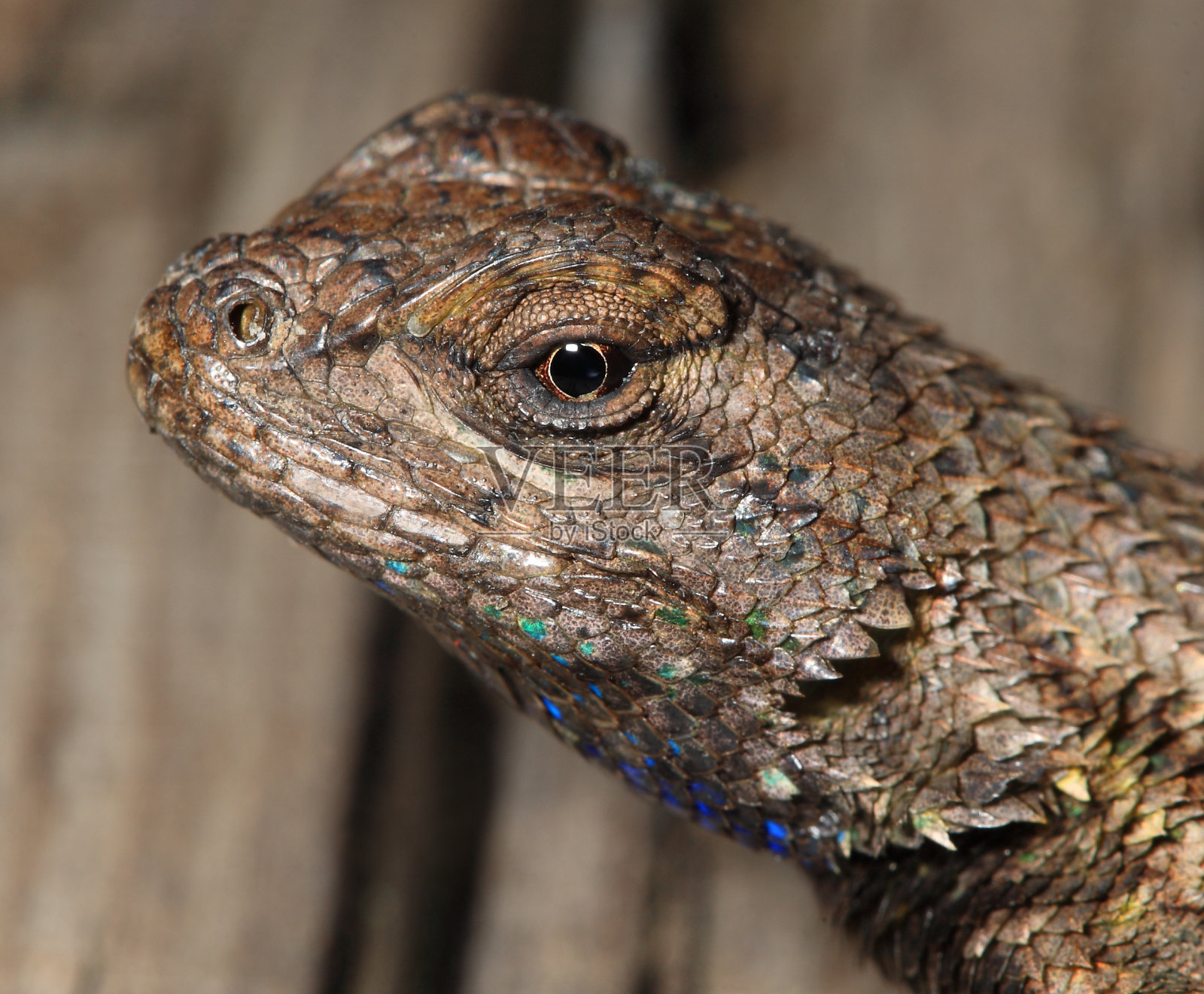 蜥蜴头微距镜头显示眼睛照片摄影图片