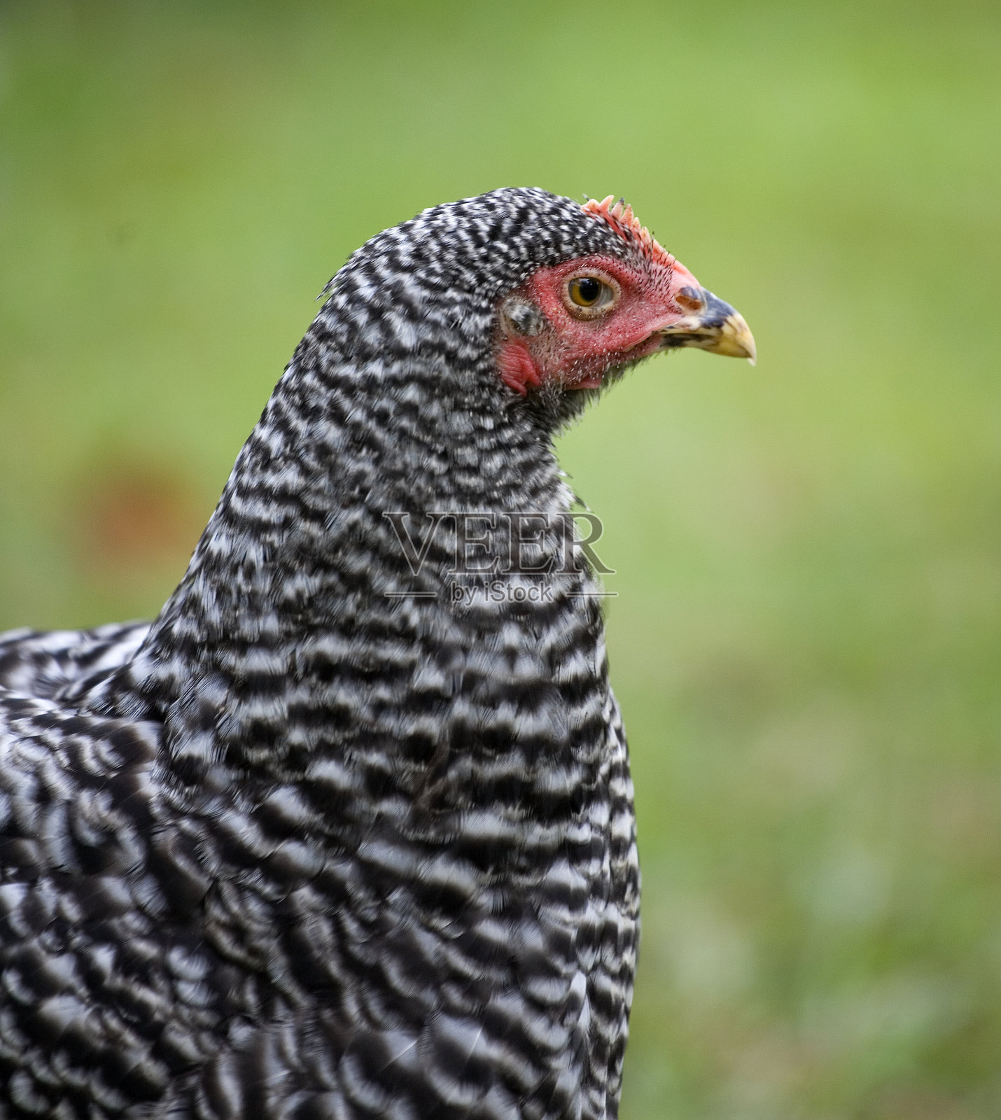 鸡鸡照片摄影图片