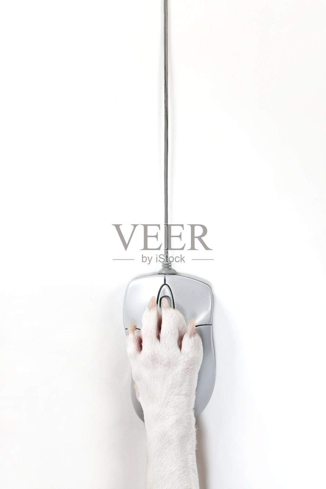 电脑鼠标和狗的脚照片摄影图片