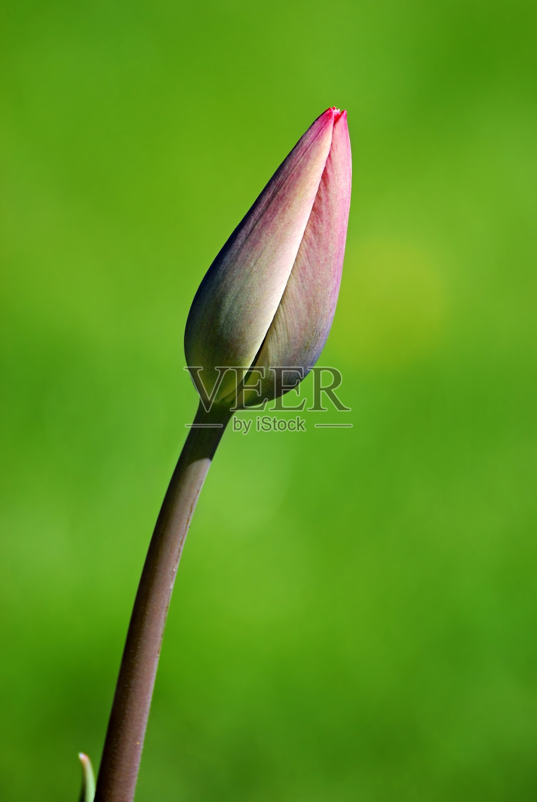 绿色背景上的郁金香花蕾照片摄影图片
