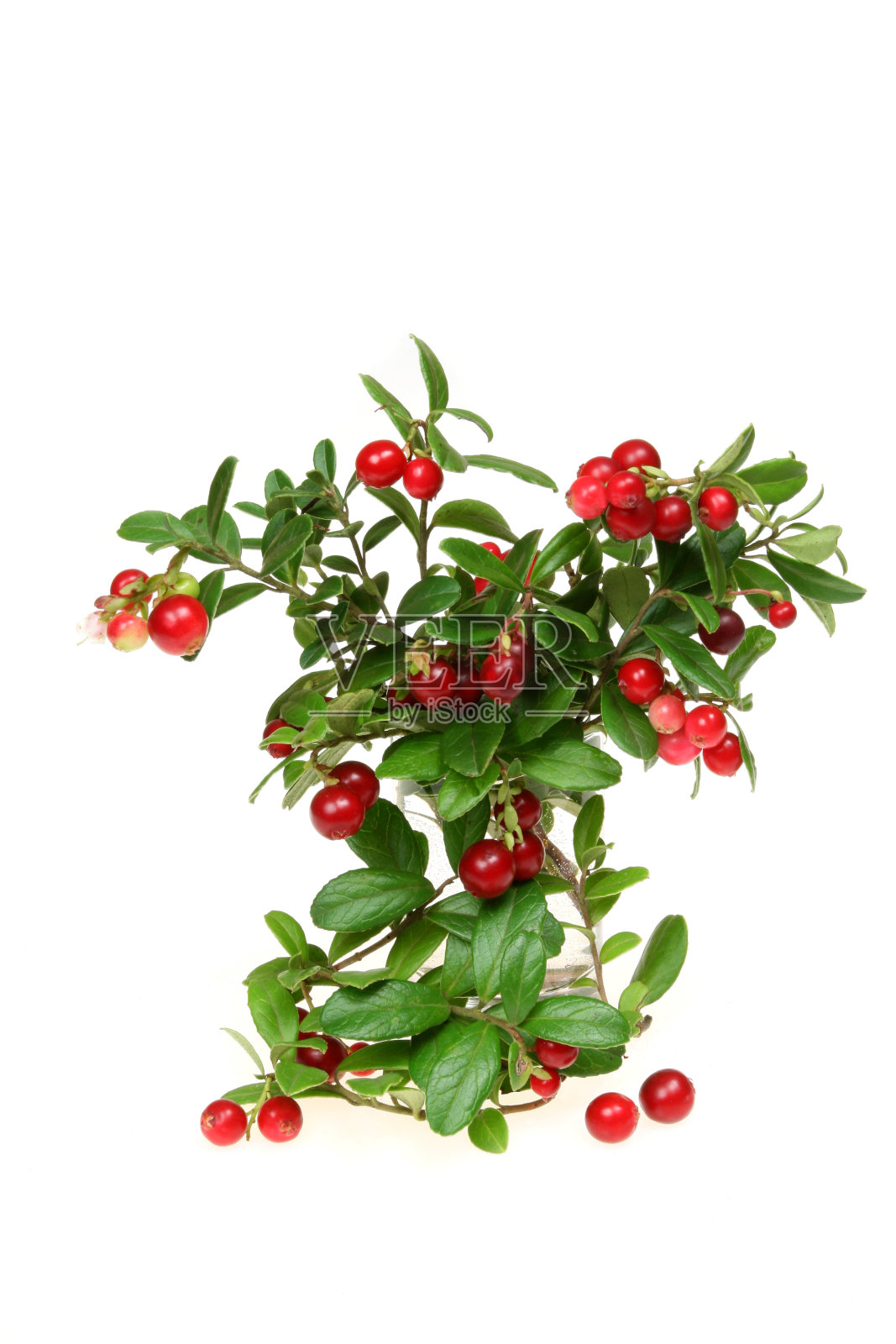 山蔓越莓照片摄影图片