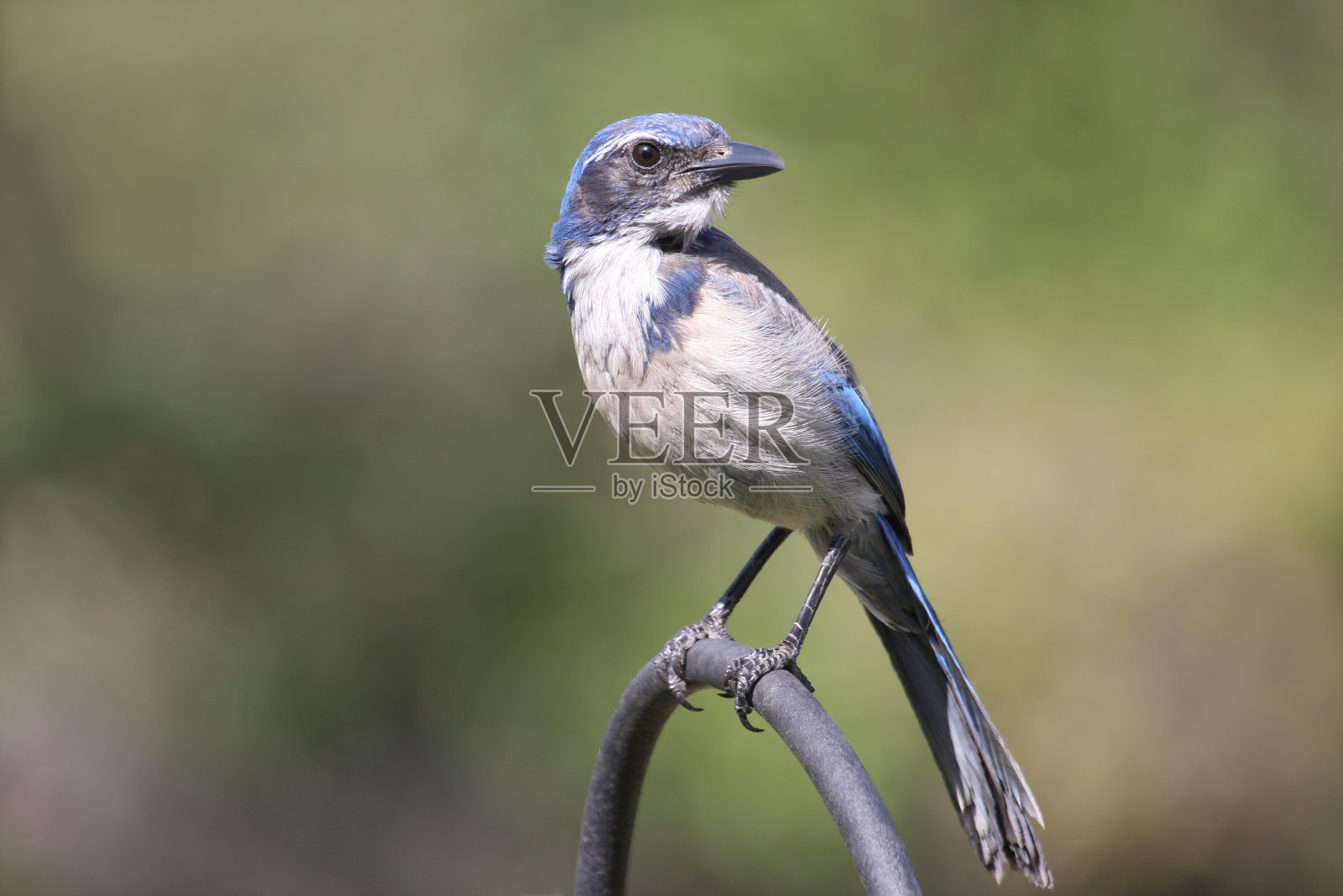灌丛鸦照片摄影图片