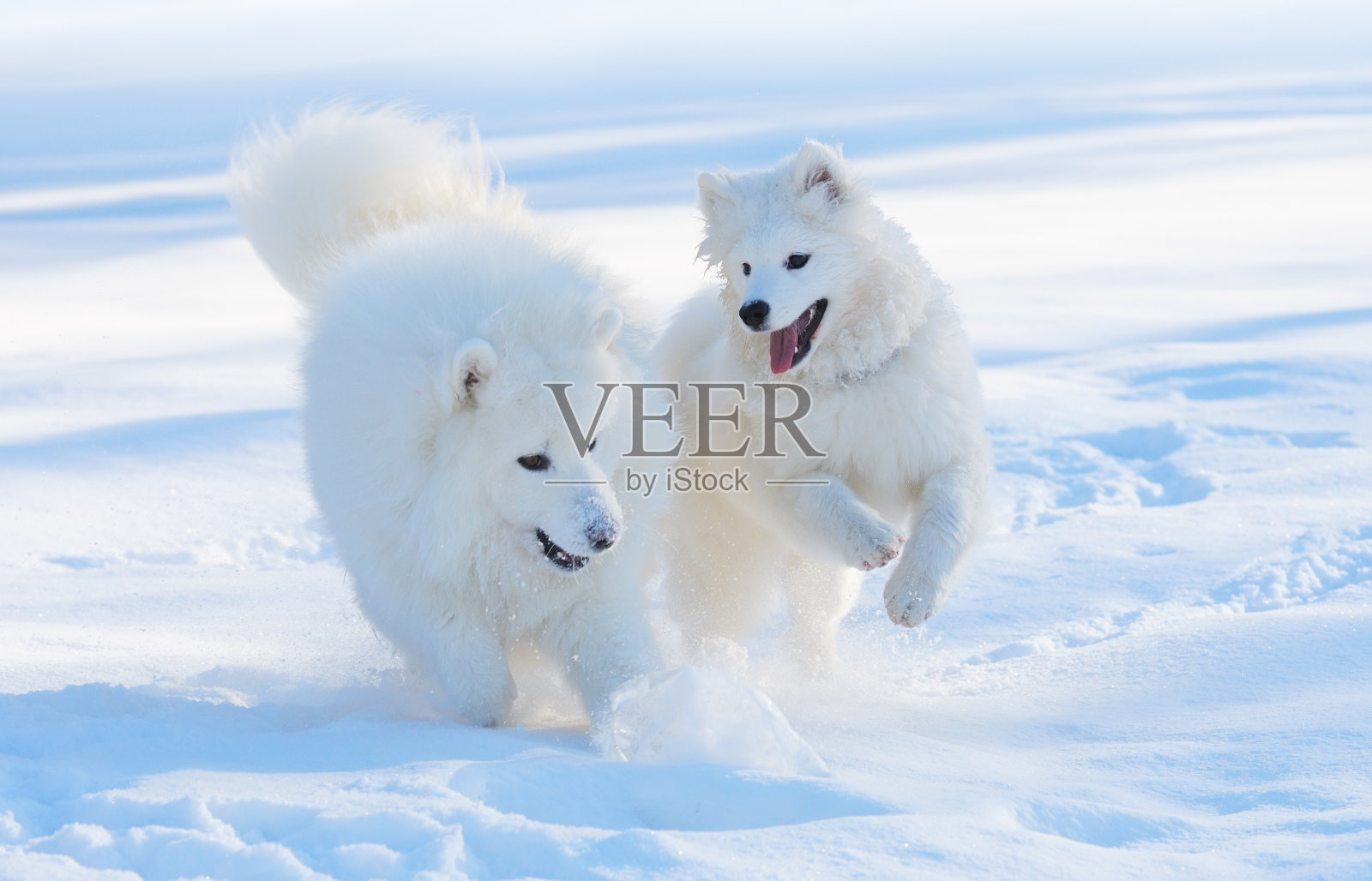 萨莫耶德人狗照片摄影图片