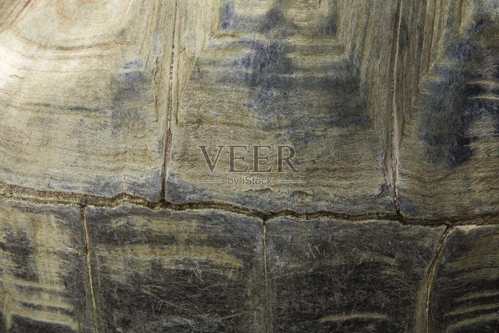 龟壳照片摄影图片