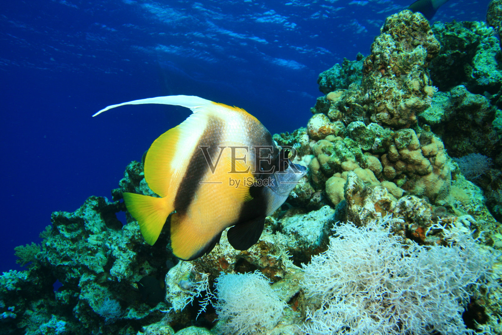 红海关刀鱼照片摄影图片