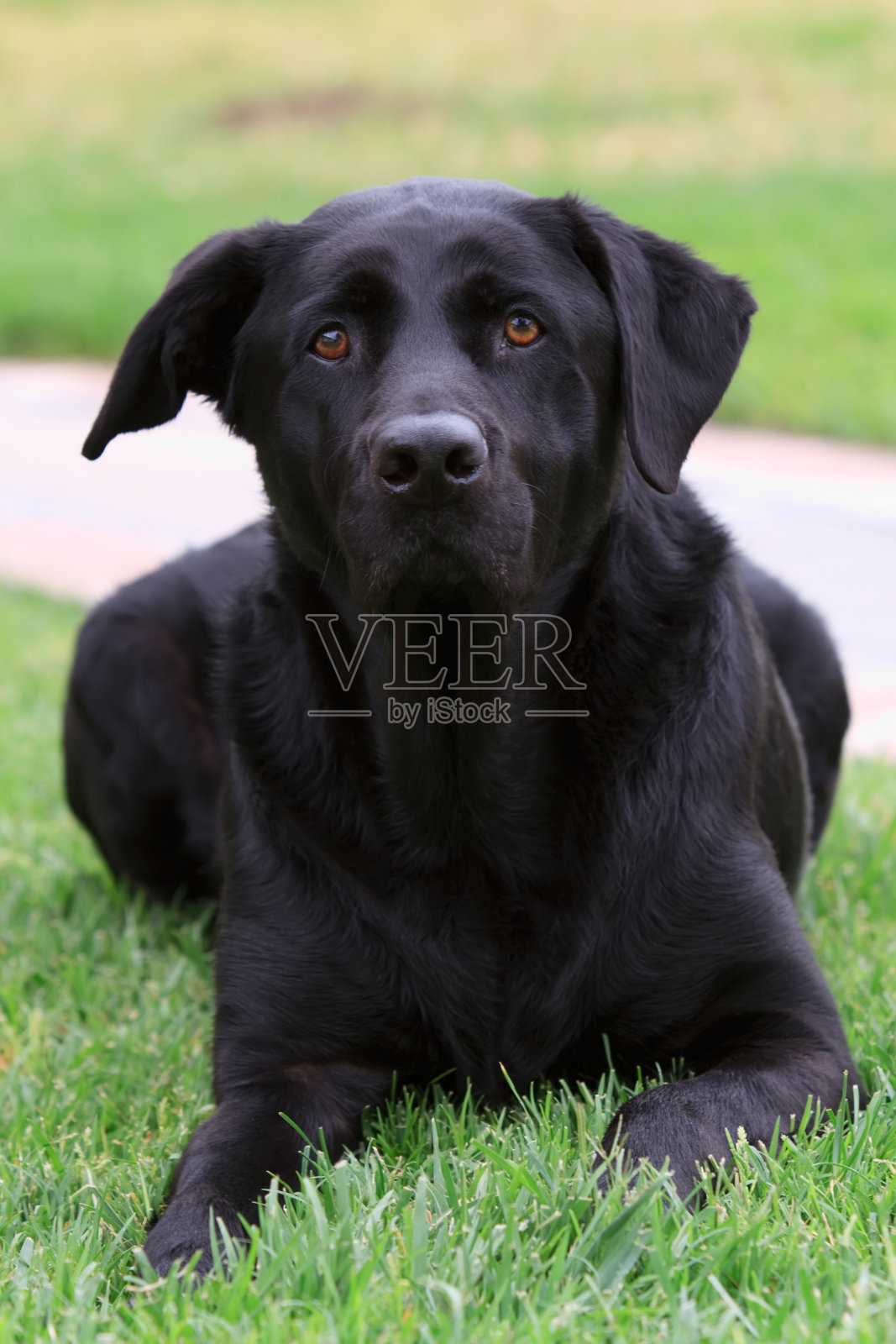 黑色拉布拉多照片摄影图片