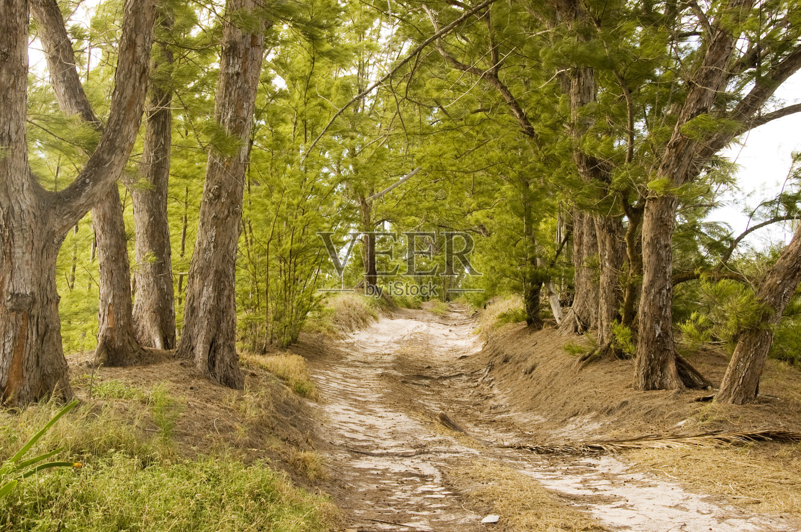 两边种着木麻黄树的沙地小径照片摄影图片