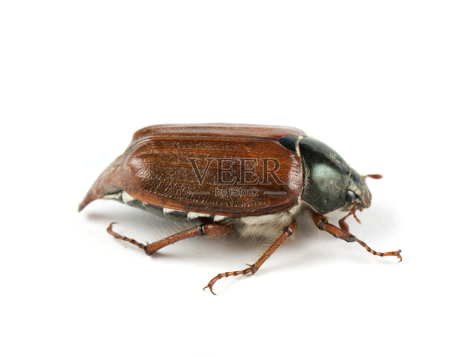 五月虫照片摄影图片