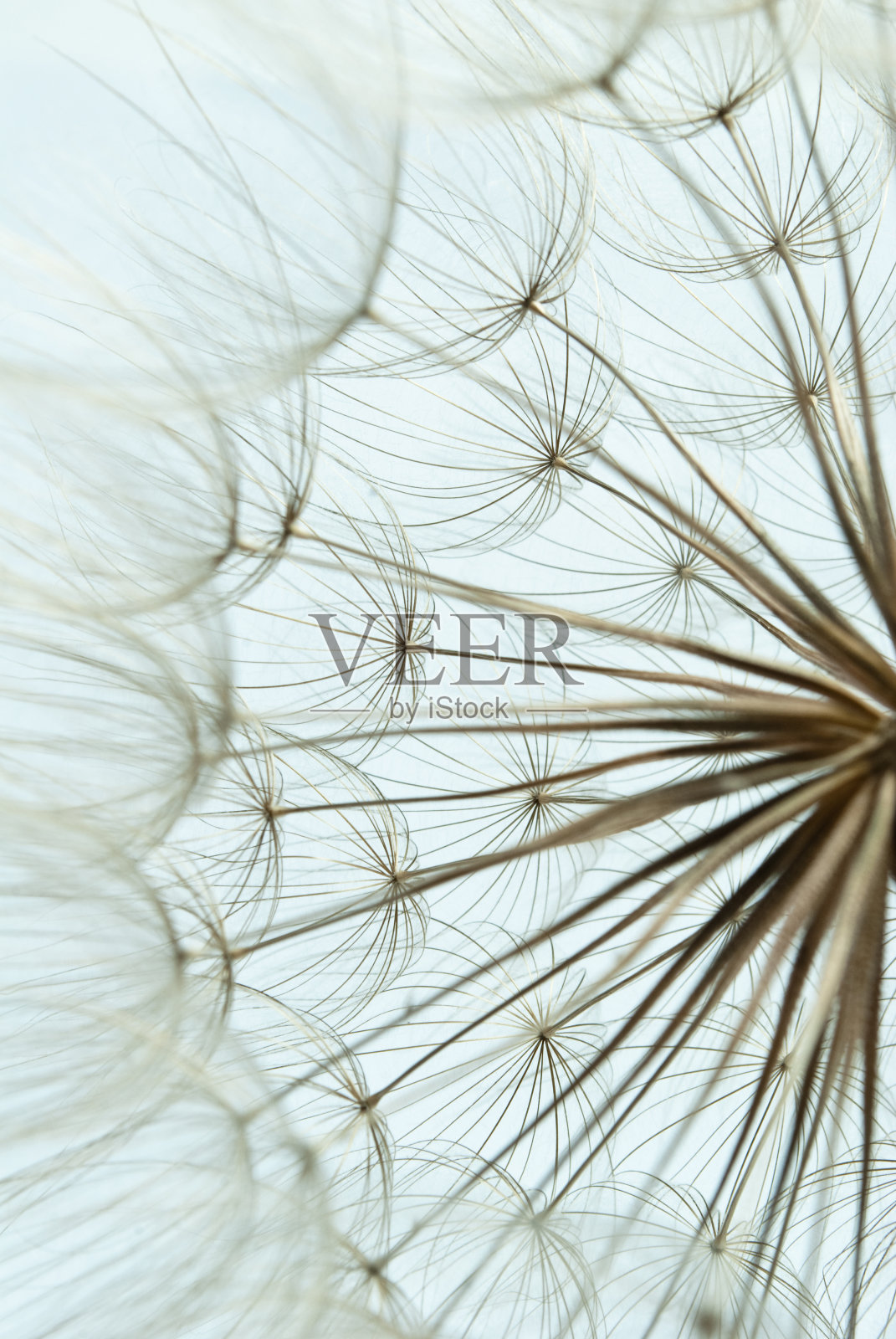 蒲公英照片摄影图片