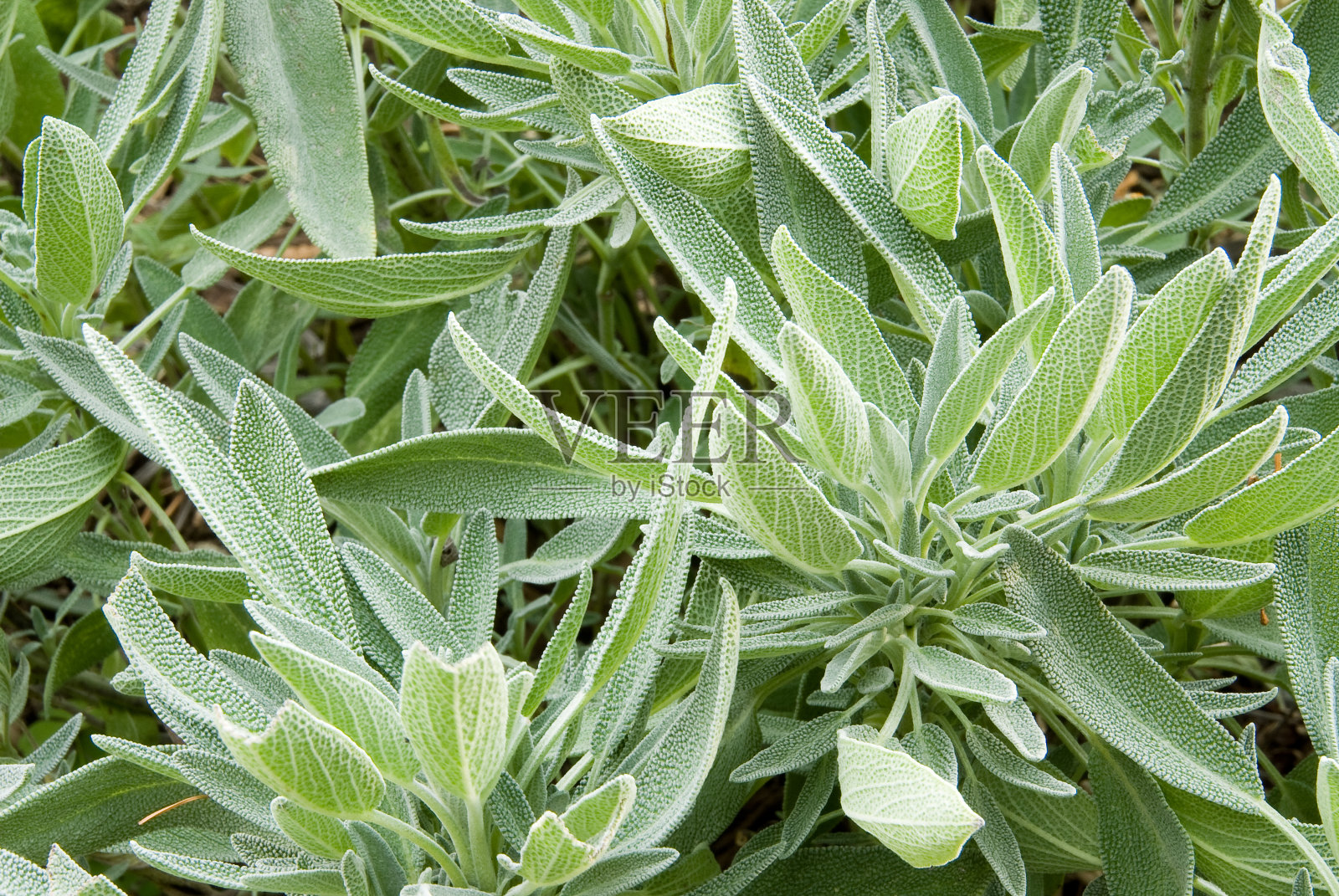 新鲜香草照片摄影图片