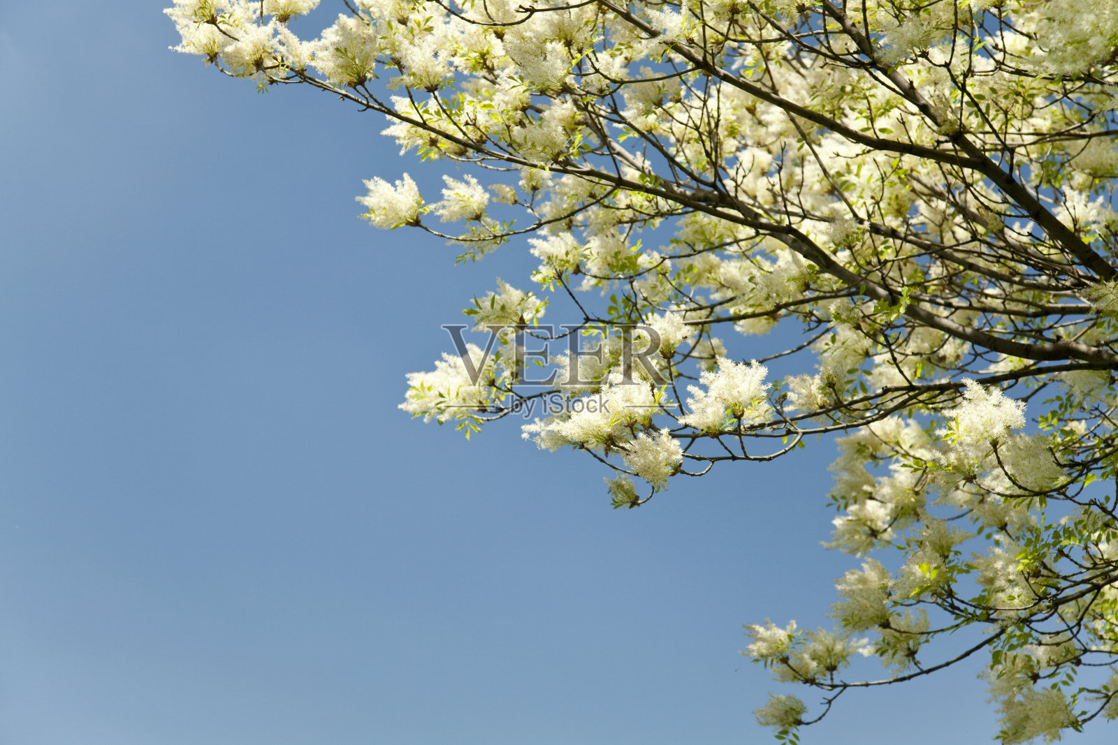 一棵有白色叶子的树的树枝照片摄影图片