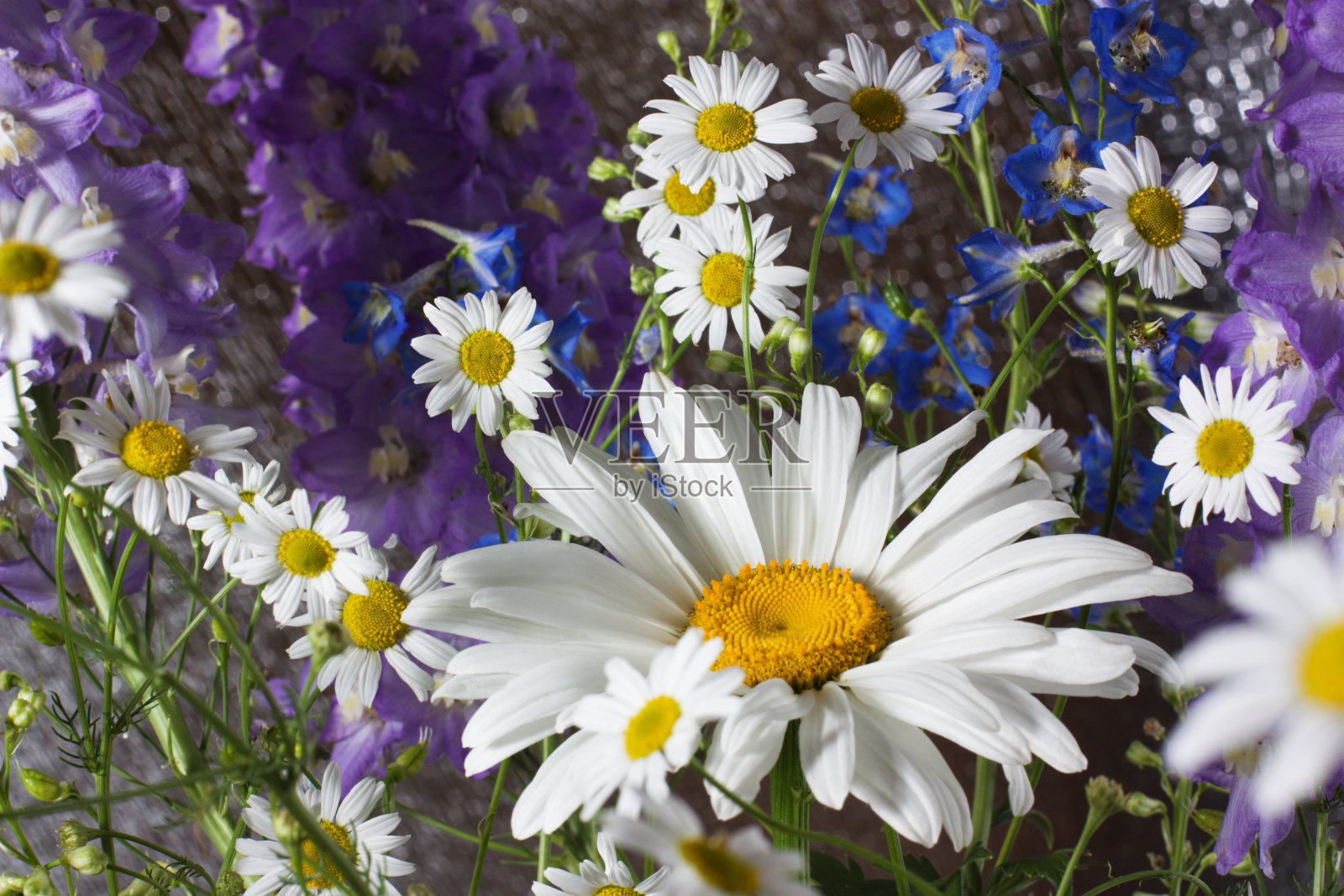 甘菊照片摄影图片