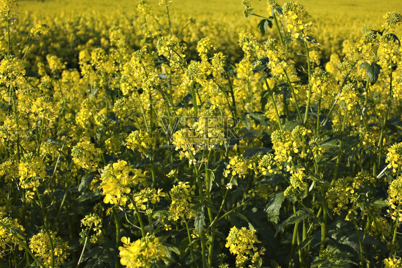 油菜植物和油菜田照片摄影图片