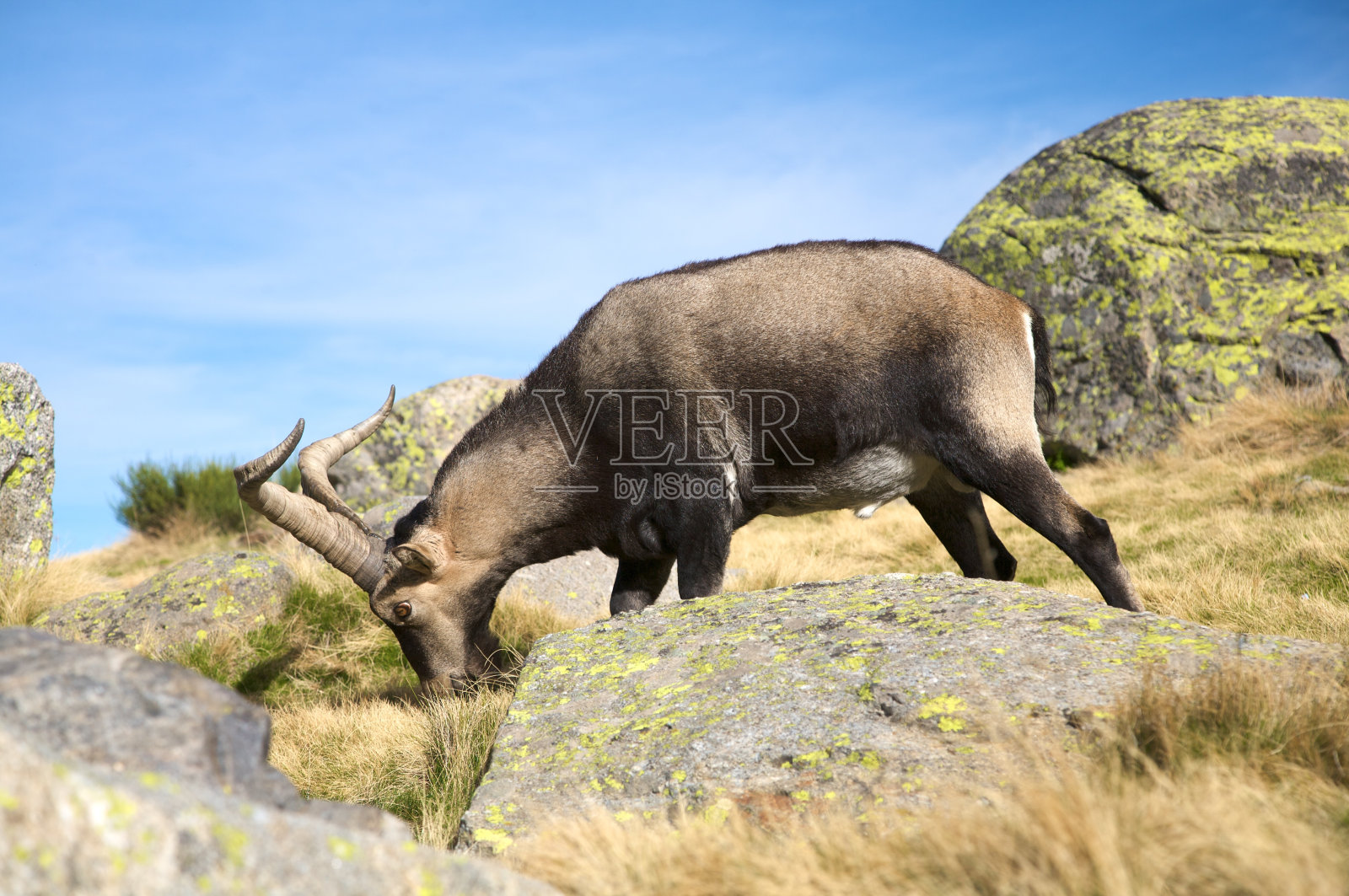 大山羊放牧照片摄影图片