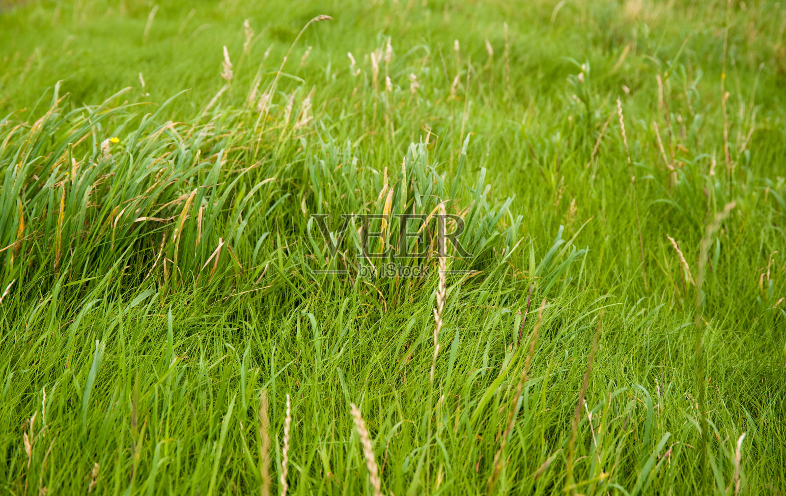 草照片摄影图片