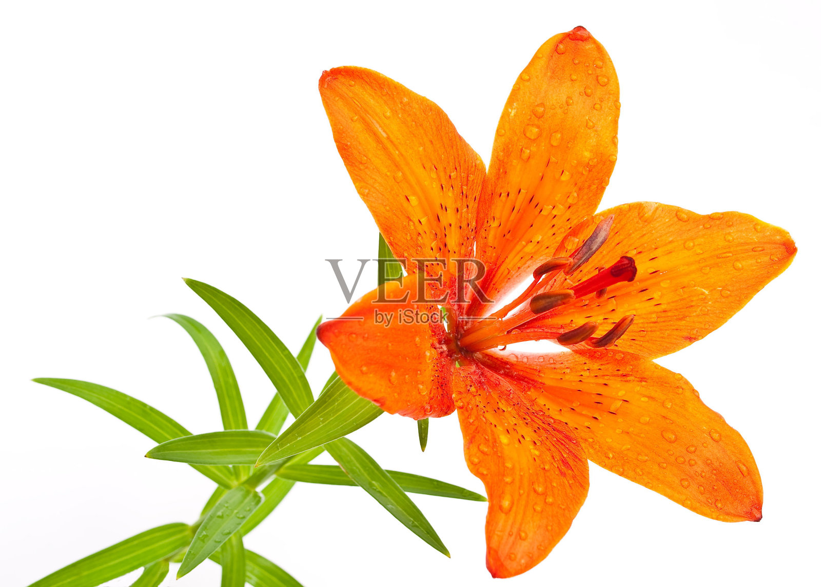 老虎百合照片摄影图片