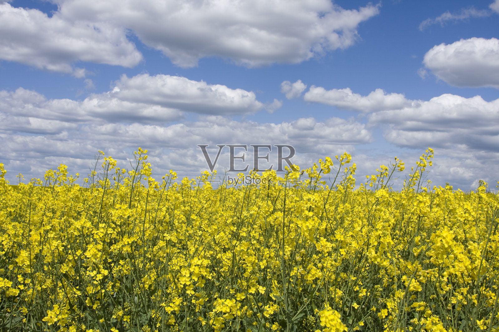 油菜花照片摄影图片